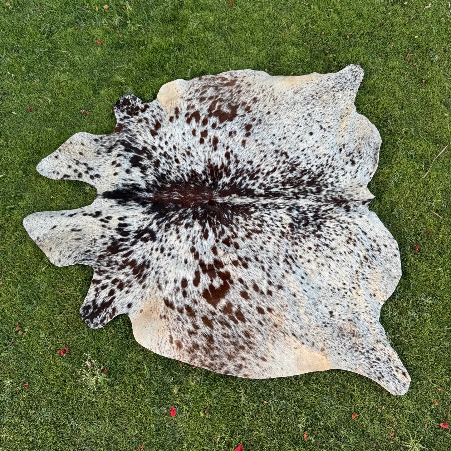 A natural cowhide rug with a brown and black spotted pattern on a white base, laid flat on a green grass lawn.