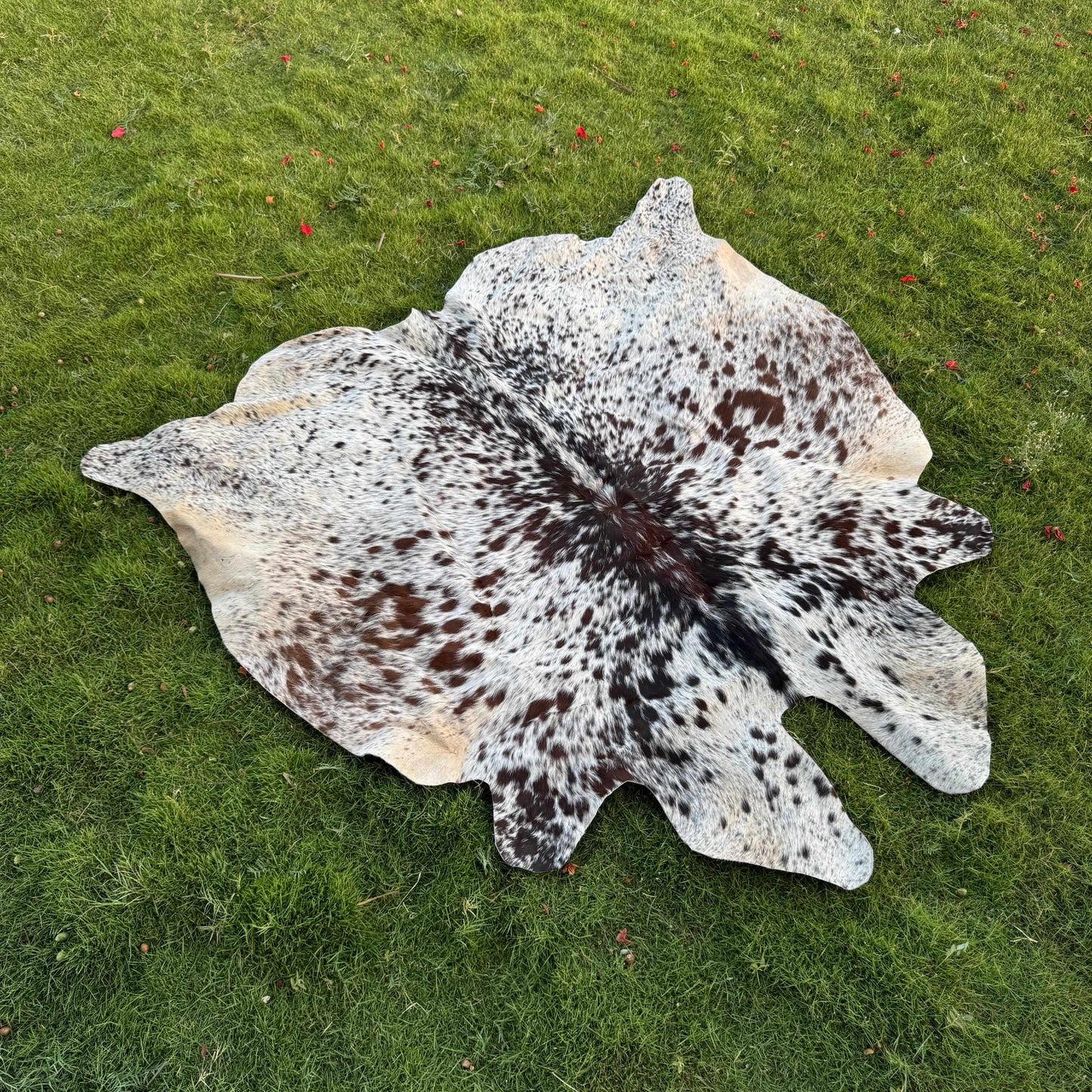 A natural cowhide rug with a black and white spotted pattern and tan edges, laid flat on a green grass lawn.