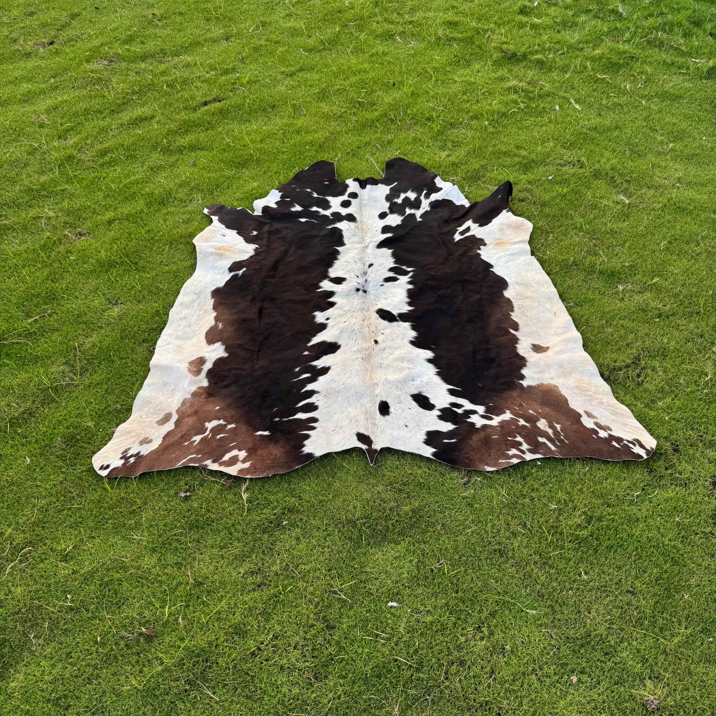 A natural black and white cowhide rug laid flat on a green grass lawn.