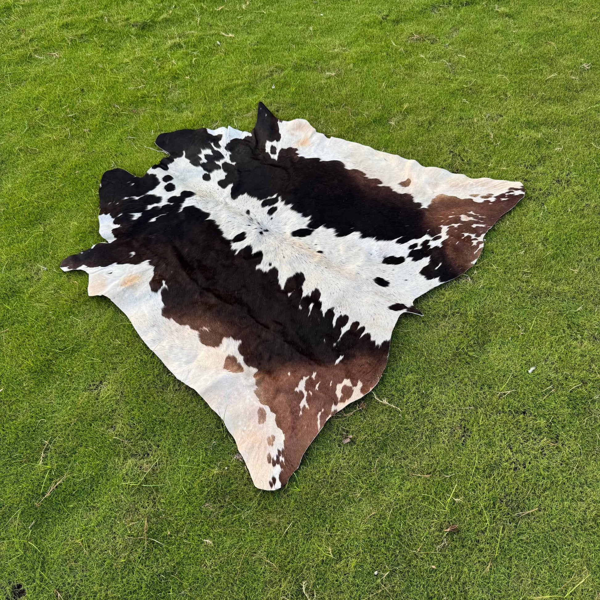 A natural cowhide rug with a black, white, and brown spotted pattern laid out on a green grass lawn.