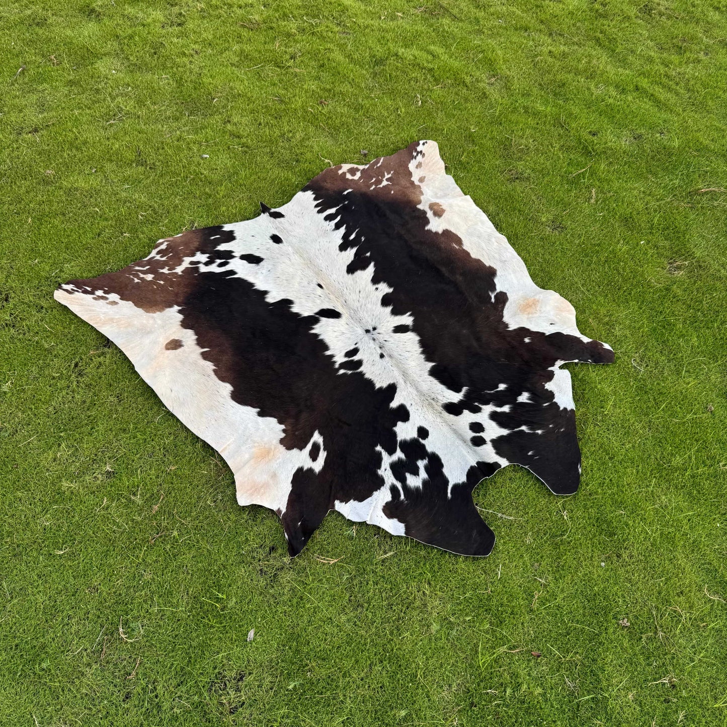 A natural cowhide rug with a black and white spotted pattern laid out on a green grass lawn.