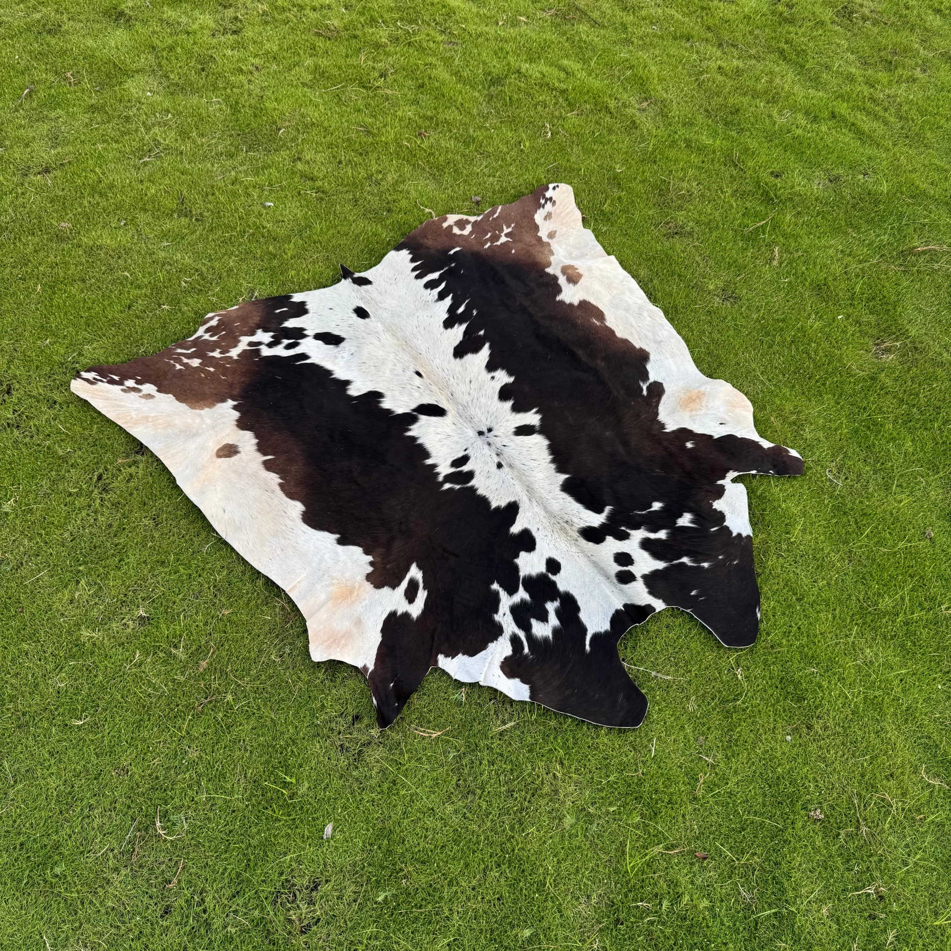 A natural cowhide rug with a black and white spotted pattern laid out on a green grass lawn.