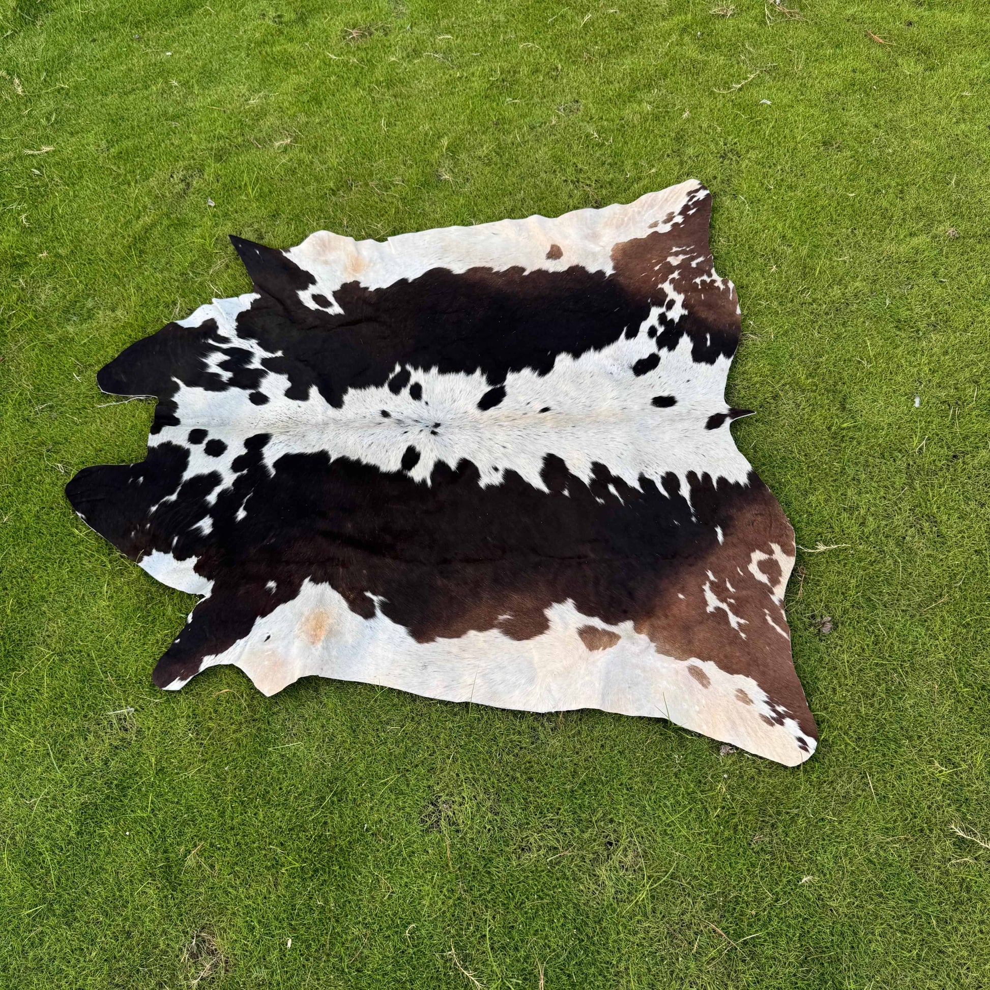 A natural cowhide rug with a black, brown, and white spotted pattern laid out on a green grass lawn.