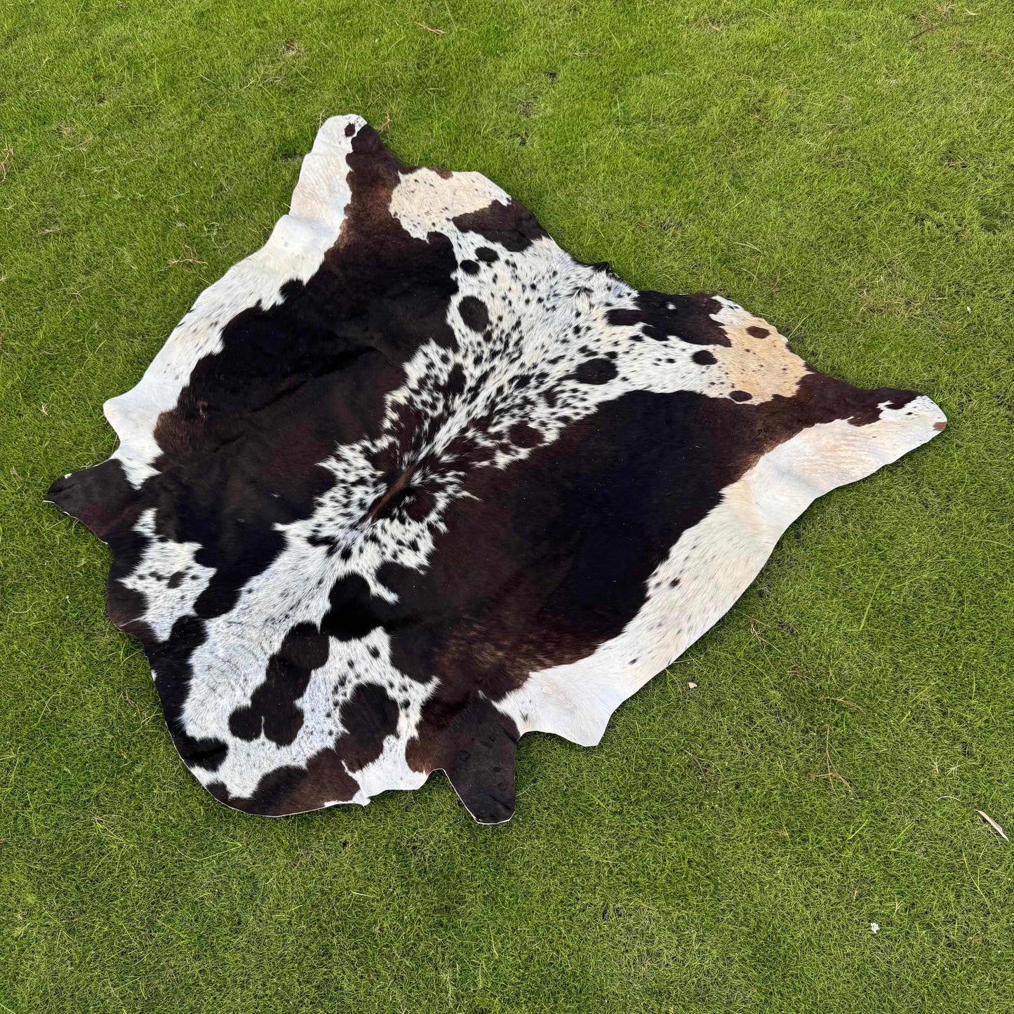 A natural black and white cowhide rug laid flat on a green grass lawn.
