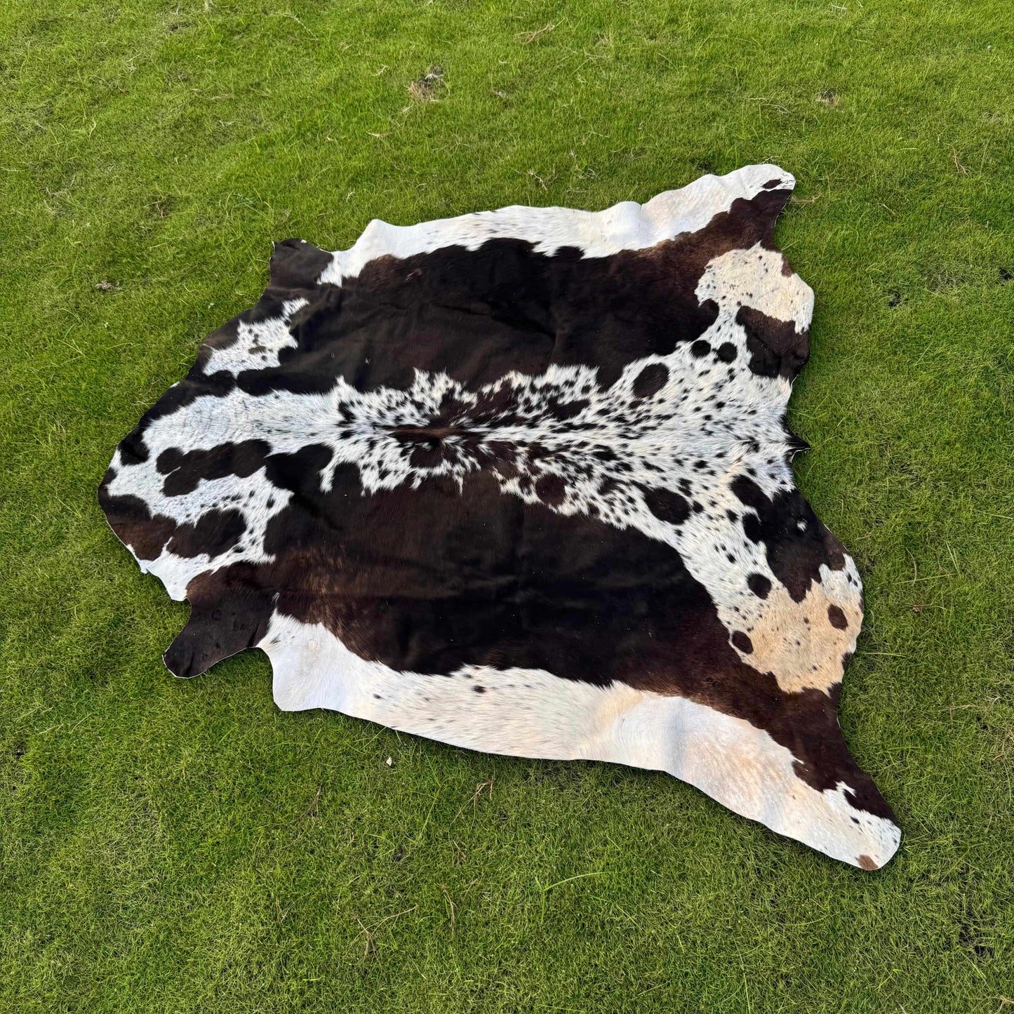 A natural cowhide rug with a black, brown, and white spotted pattern laid out on a green grass lawn.