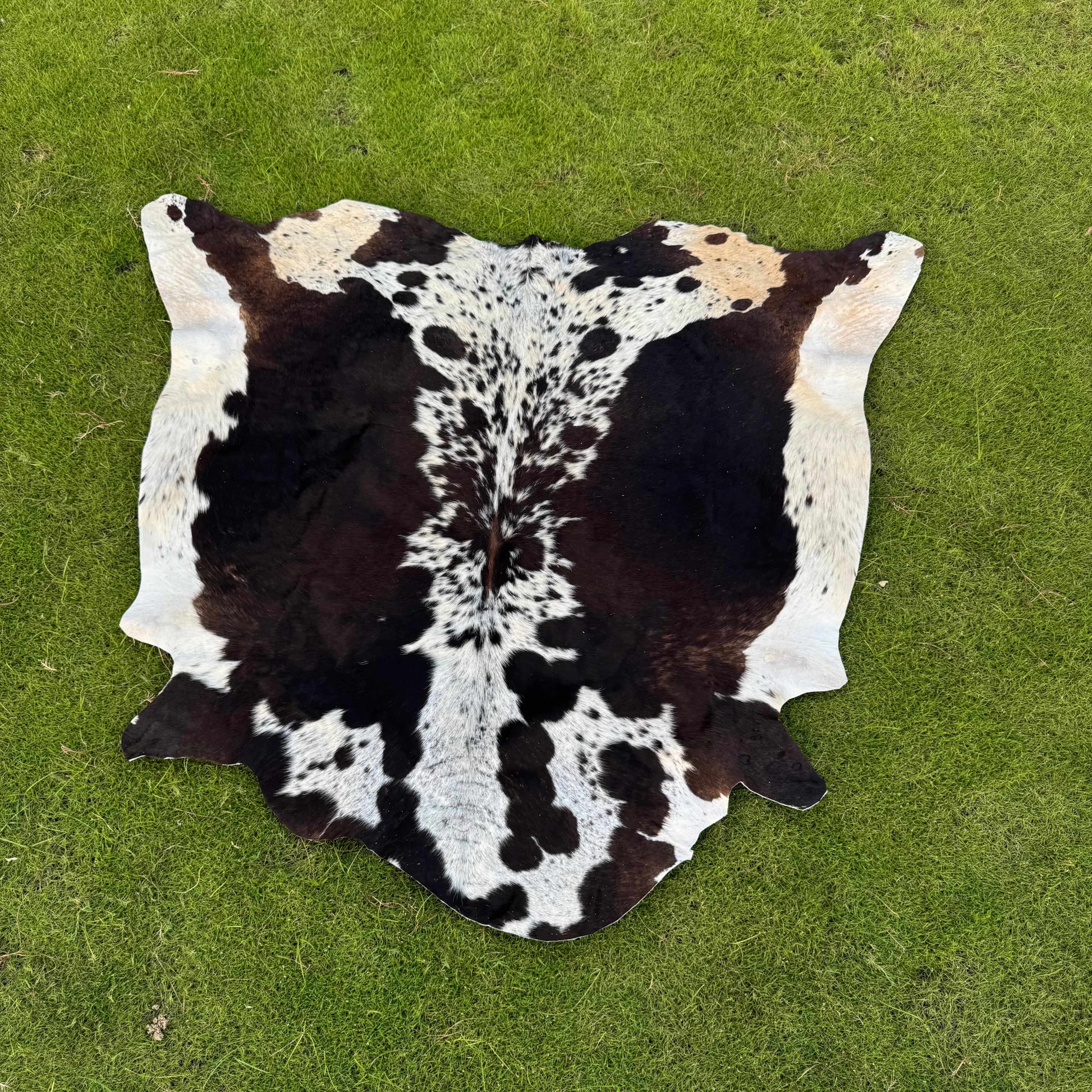 A natural cowhide rug with a black and white spotted pattern and a small tan patch, laid flat on a green grass lawn.