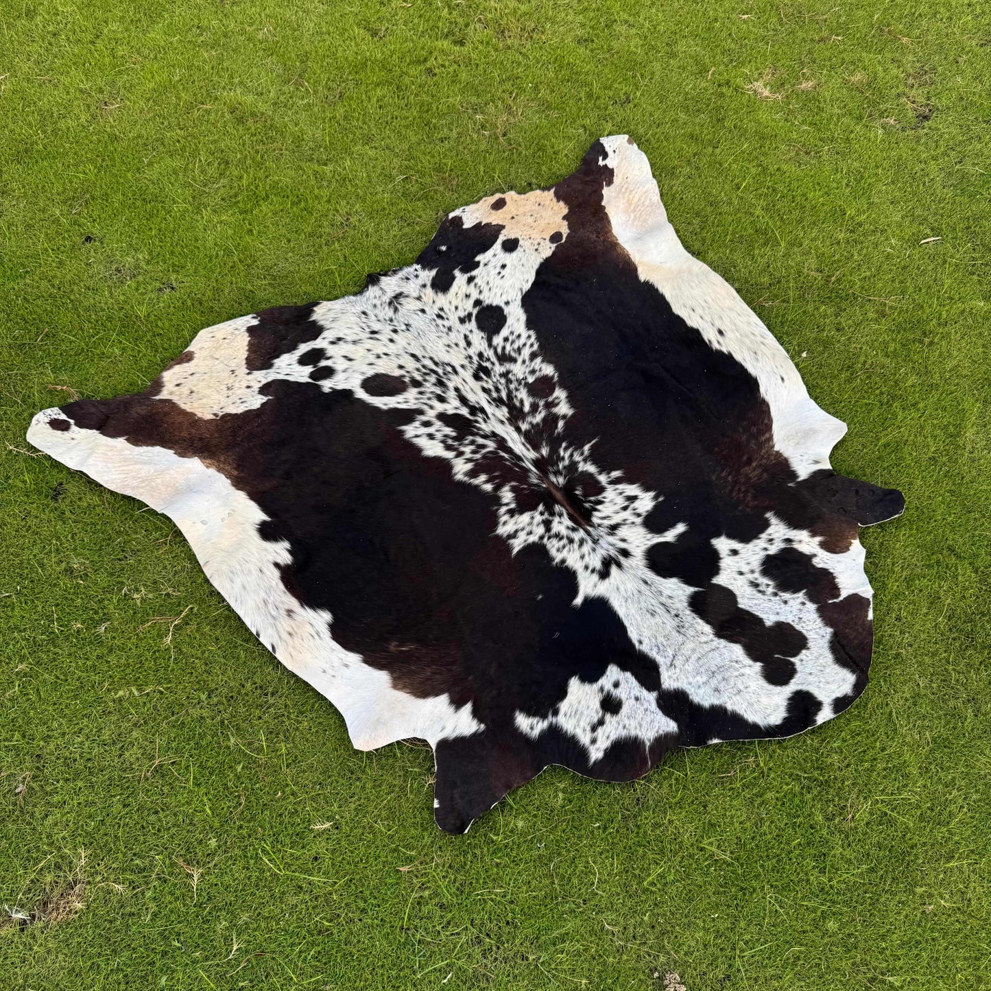 A natural black and white cowhide rug laid flat on a green grass lawn.