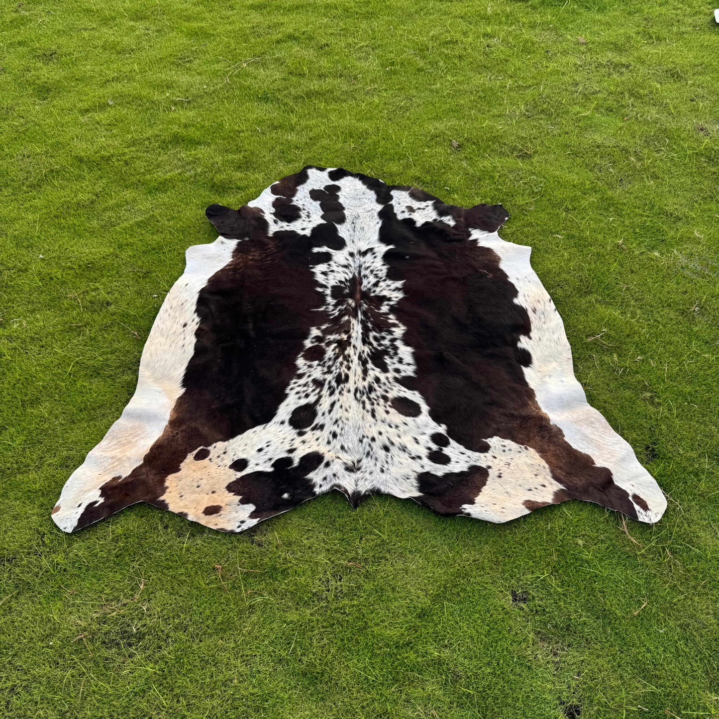 A natural black and white cowhide rug laid flat on a green grass lawn.