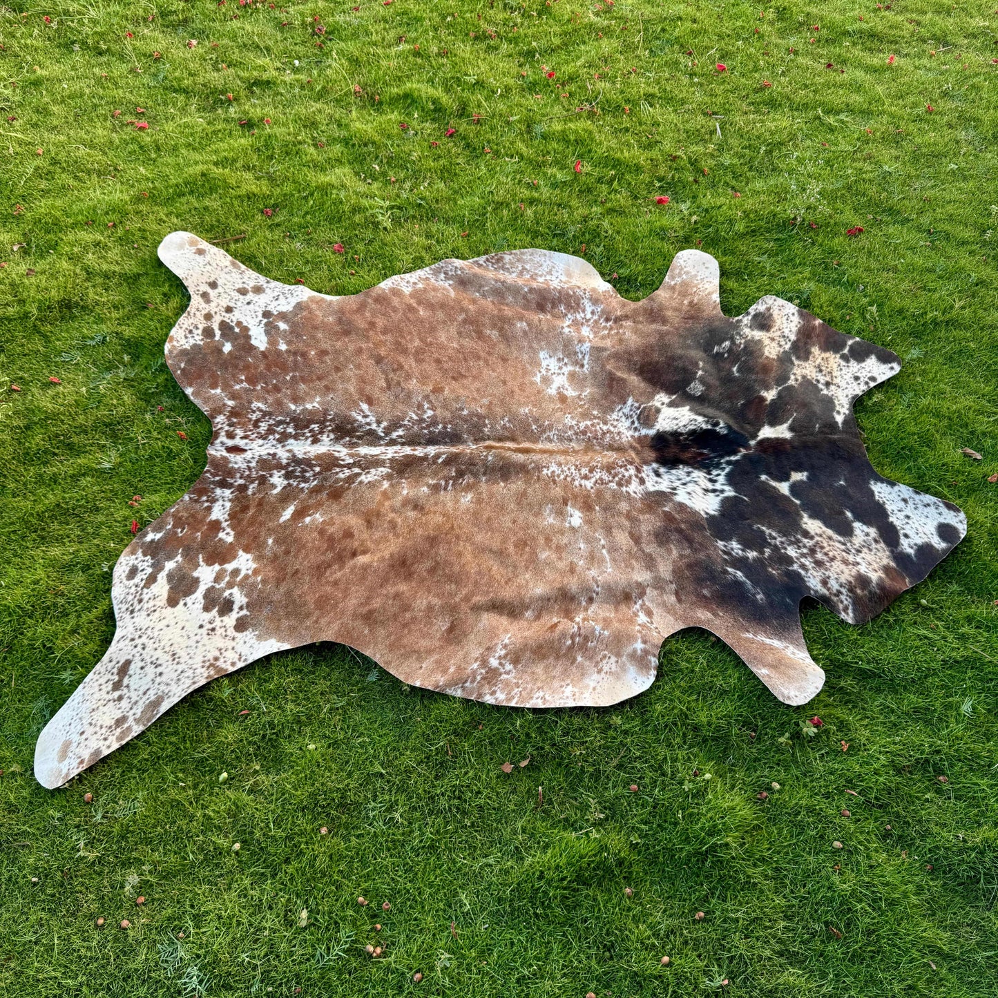 A natural cowhide rug with a mottled pattern of brown, black, and white patches, laid out on a green grass lawn.