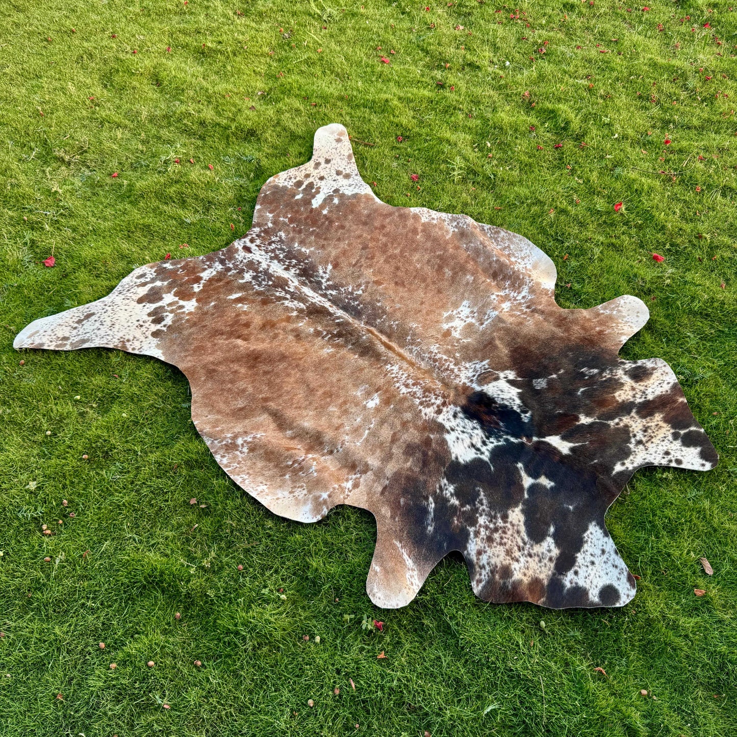A natural cowhide rug with a mottled pattern of brown, black, and white patches, laid out on a green grass lawn.