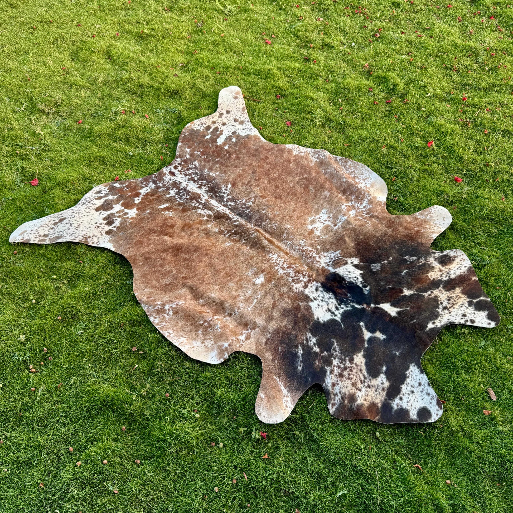 A natural cowhide rug with a mottled pattern of brown, black, and white patches, laid out on a green grass lawn.
