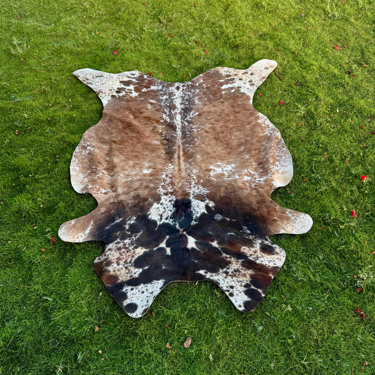 A natural cowhide rug with a brown, black, and white spotted pattern laid flat on a green grass lawn.