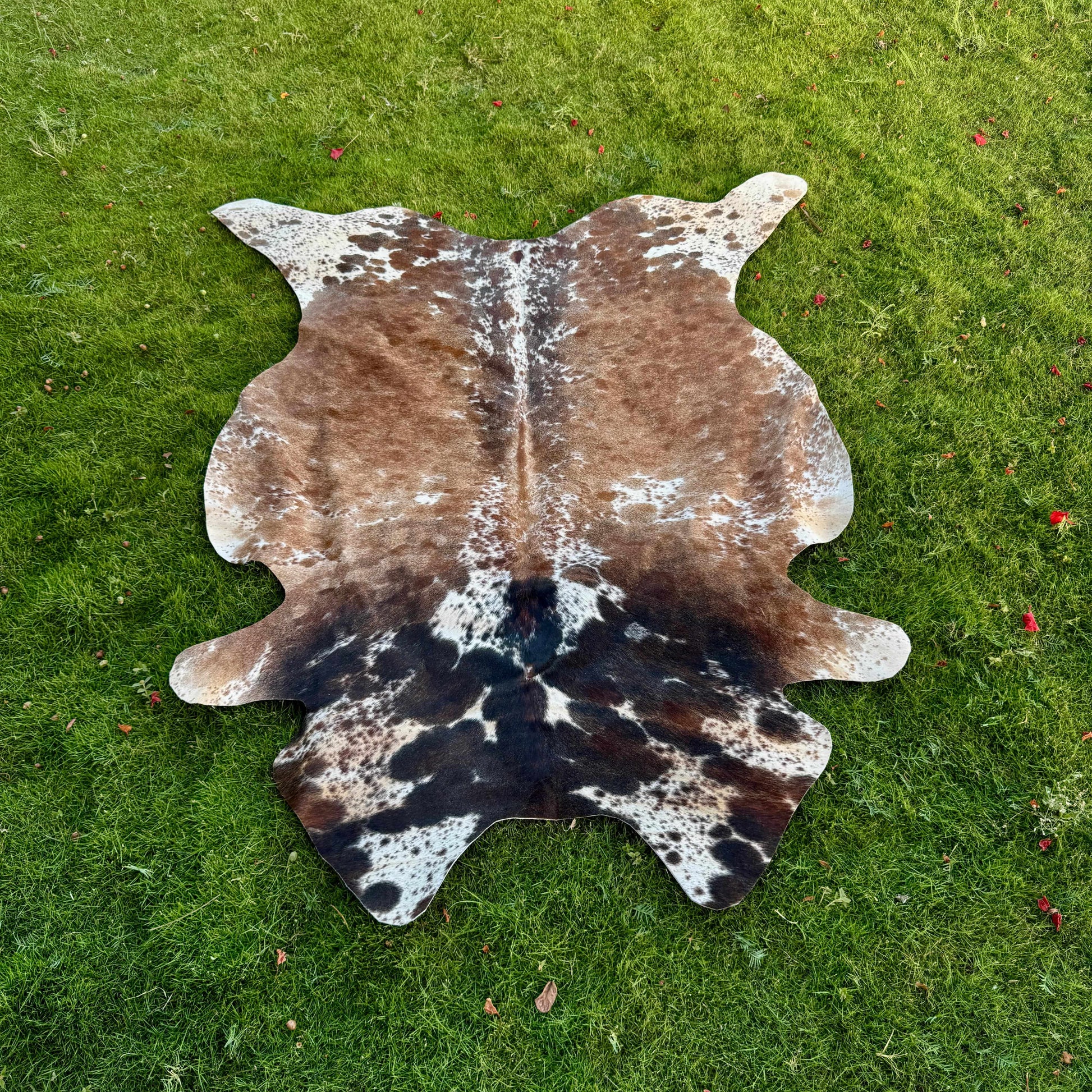 A natural cowhide rug with a brown, black, and white spotted pattern laid flat on a green grass lawn.