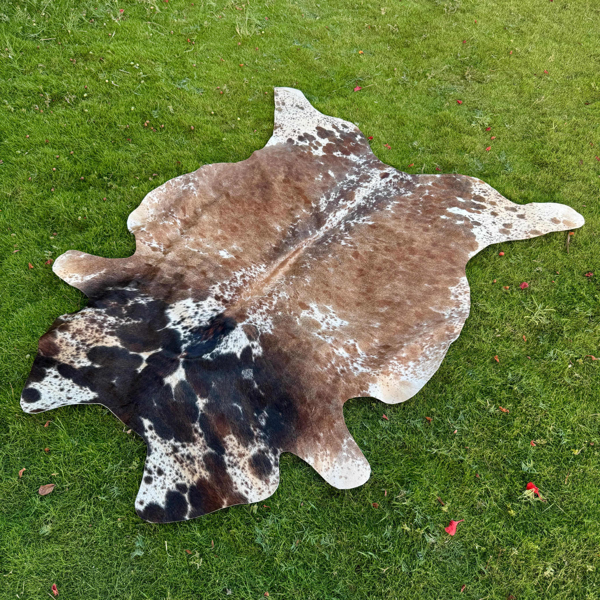 A natural cowhide rug with a brown, black, and white spotted pattern laid out on a green grass lawn.