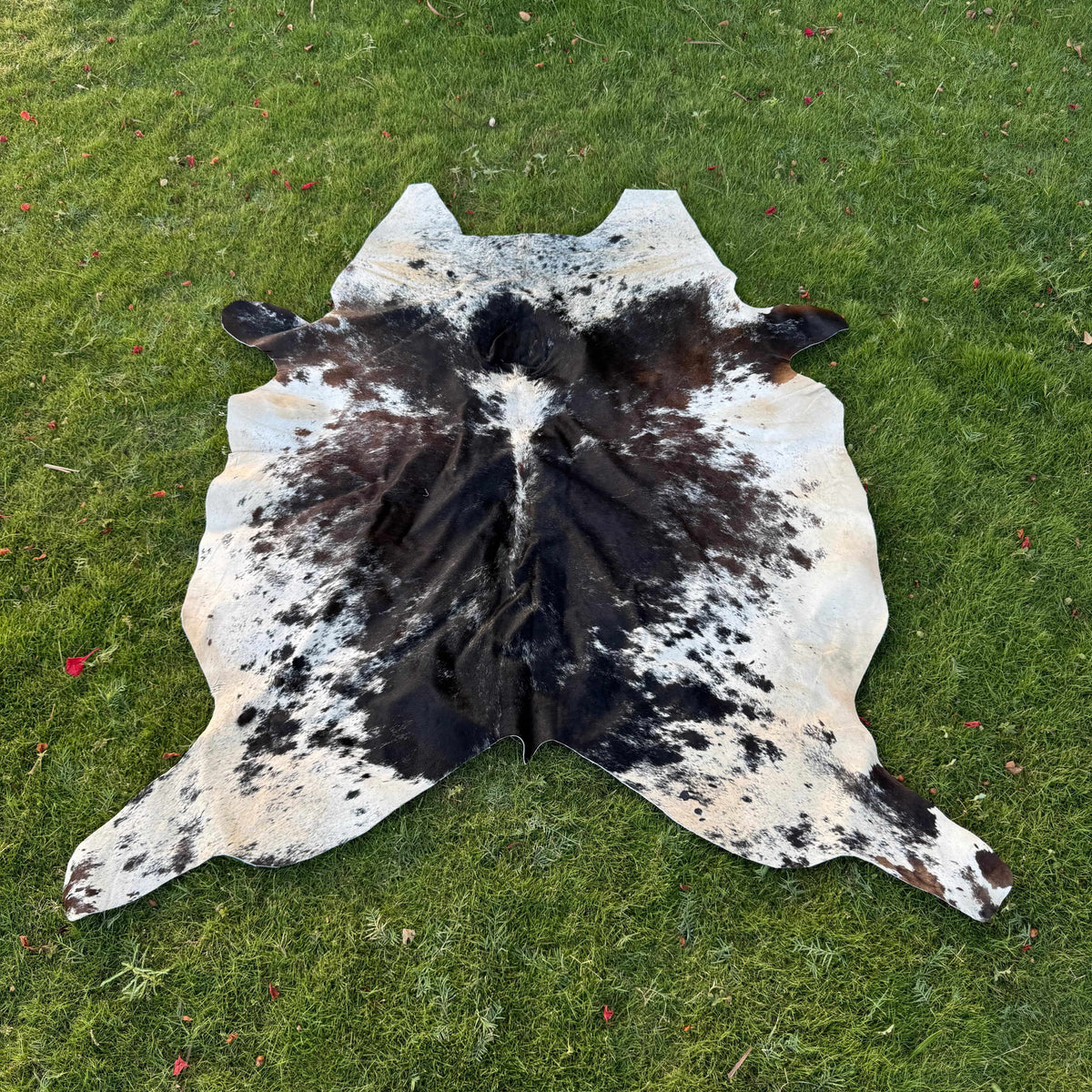 A natural black and white cowhide rug laid flat on a green grass lawn.