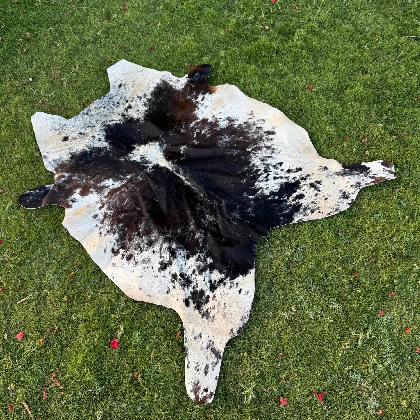 A natural black and white cowhide rug laid flat on a green grass lawn.
