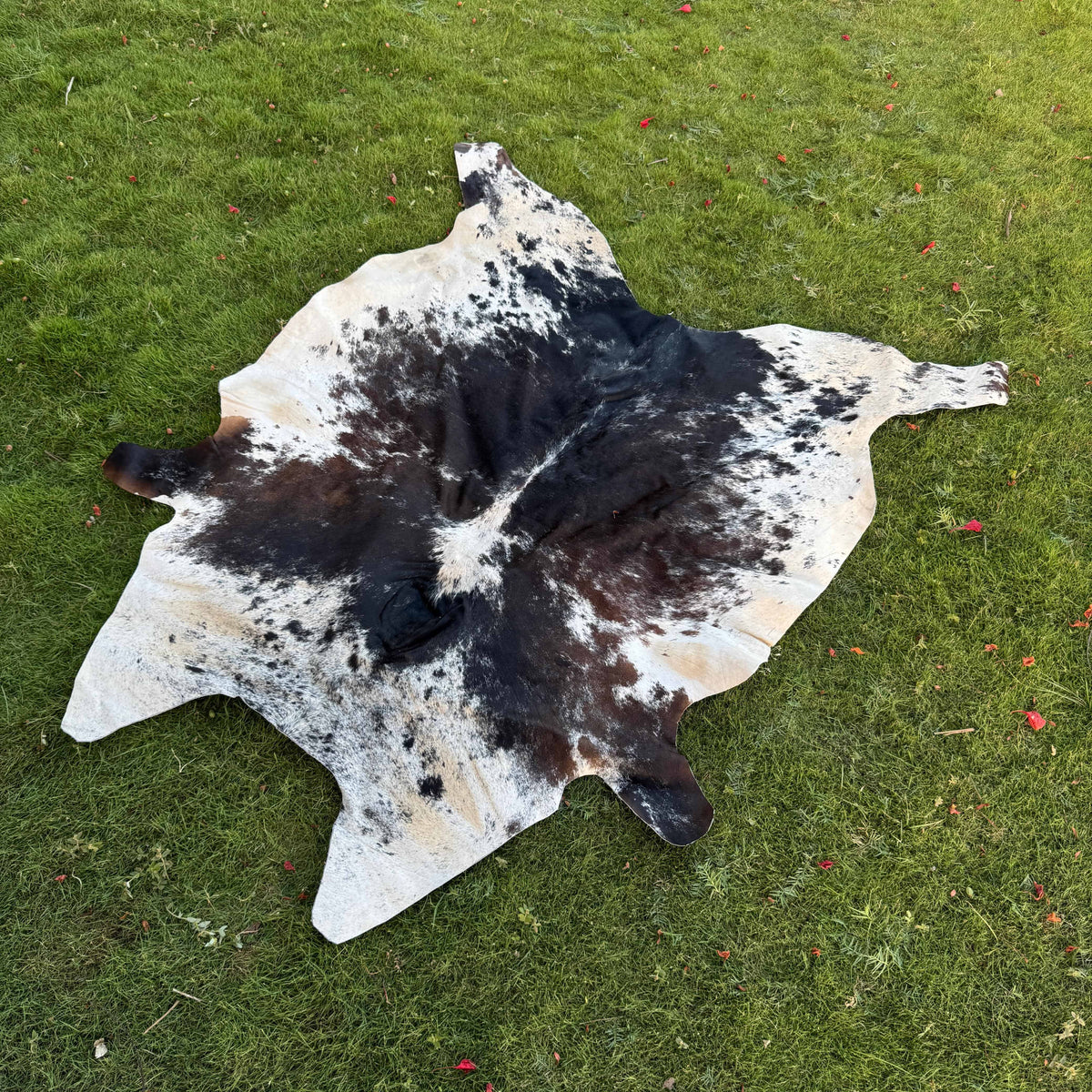 A natural cowhide rug with a black and white spotted pattern laid out on a green grass lawn.