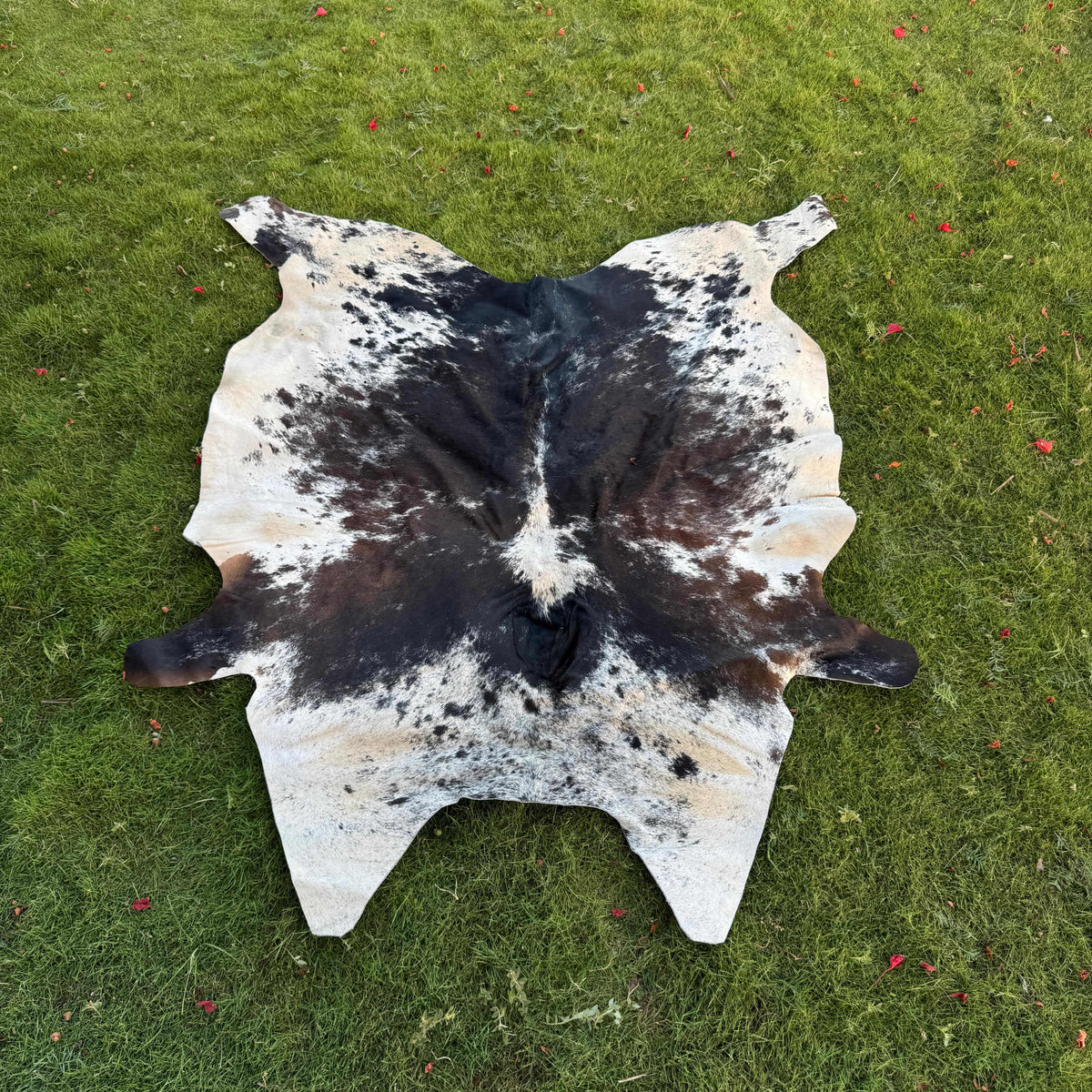 A natural black and white cowhide rug laid flat on a green grass lawn.