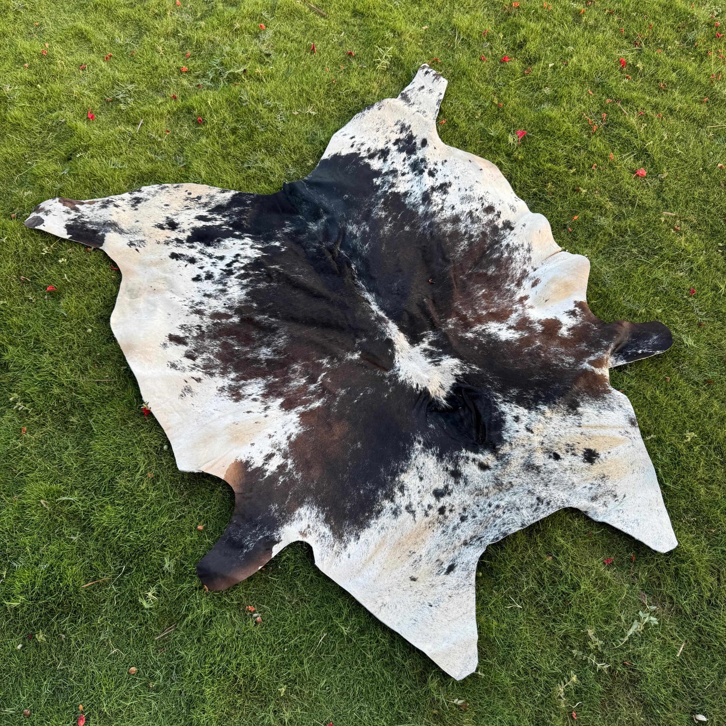 A natural cowhide rug with a black and white spotted pattern, laid flat on a green grass lawn.