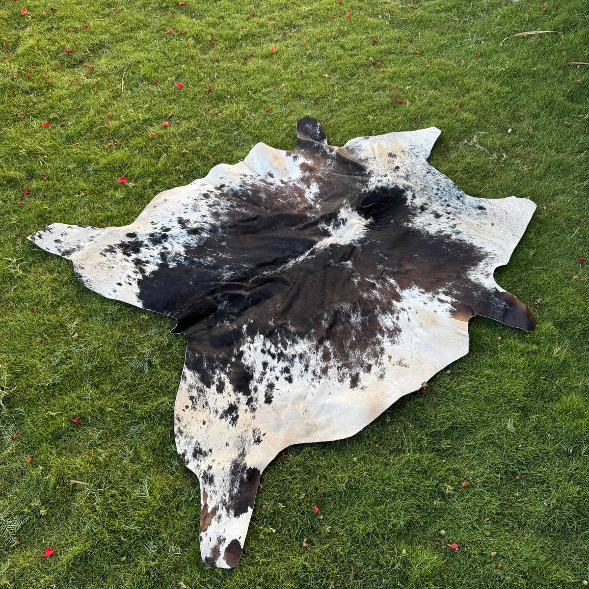 A natural cowhide rug with a black and white mottled pattern laid out on a green grass lawn.