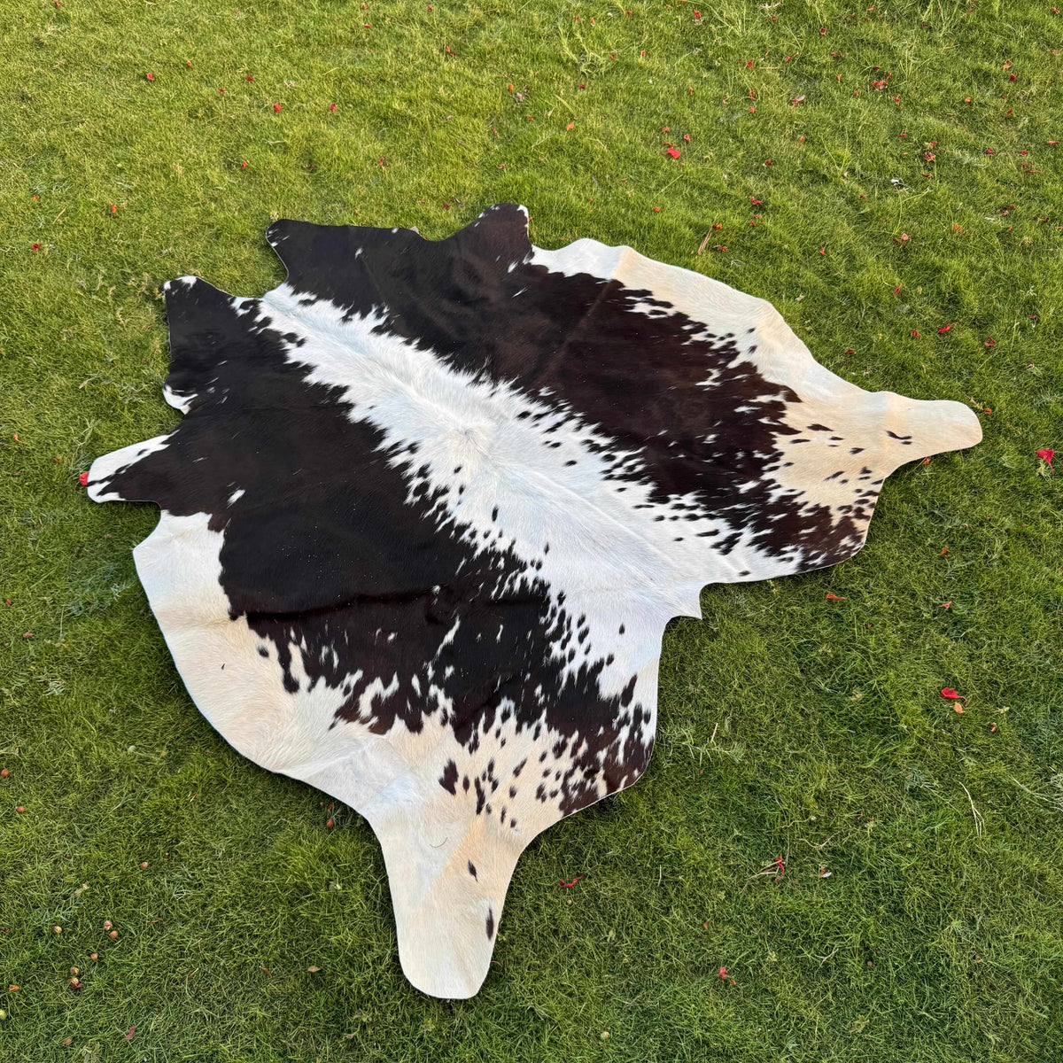 A natural black and white cowhide rug laid flat on a green grass lawn.