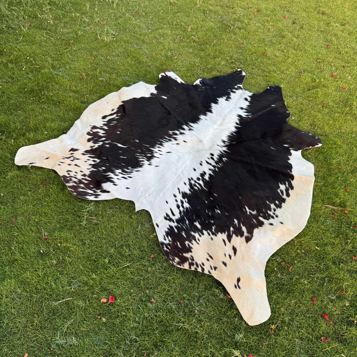 A natural black and white cowhide rug laid flat on a green grass lawn.