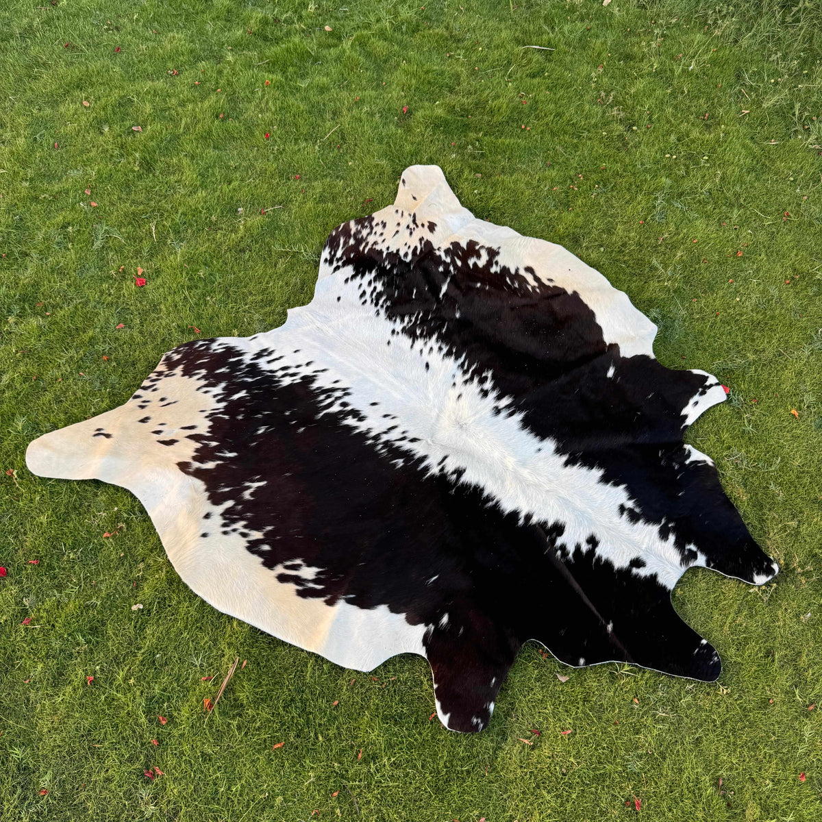 A natural black and white cowhide rug laid out on a green grass lawn.