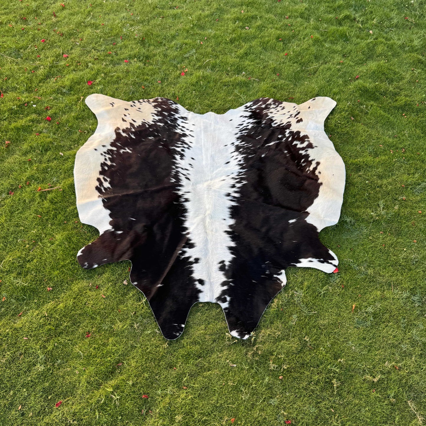A natural black and white cowhide rug laid flat on a green grass lawn.