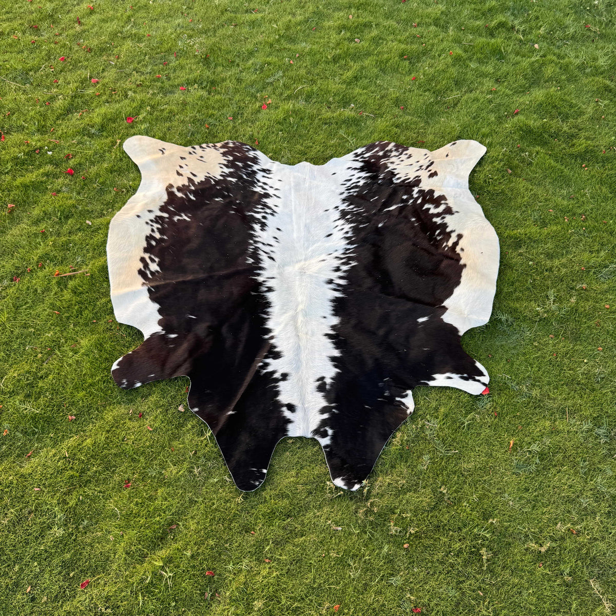 A natural black and white cowhide rug laid flat on a green grass lawn.