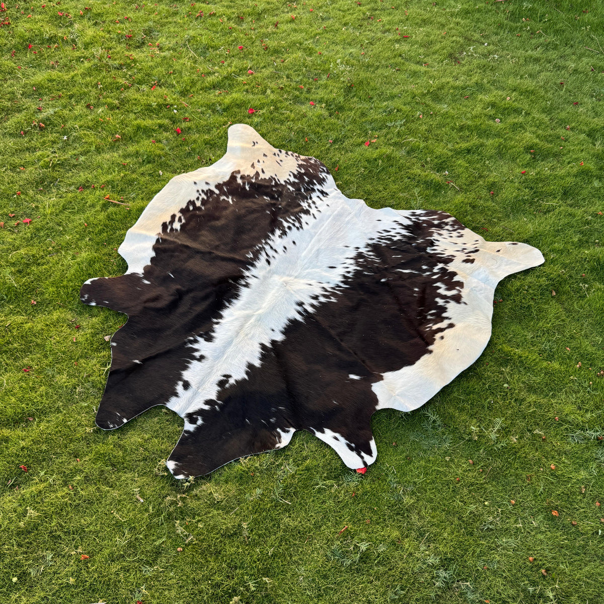 A natural cowhide rug with a black and white spotted pattern laid out on a green grass lawn.