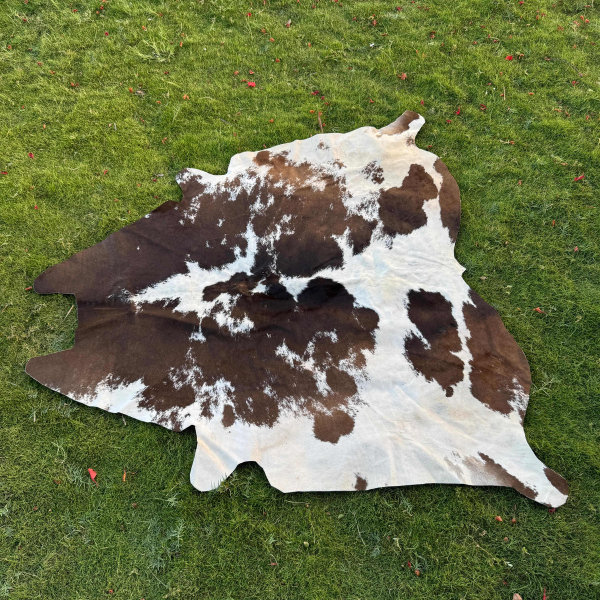 A natural cowhide rug with a brown and white spotted pattern laid out on a green grass lawn.