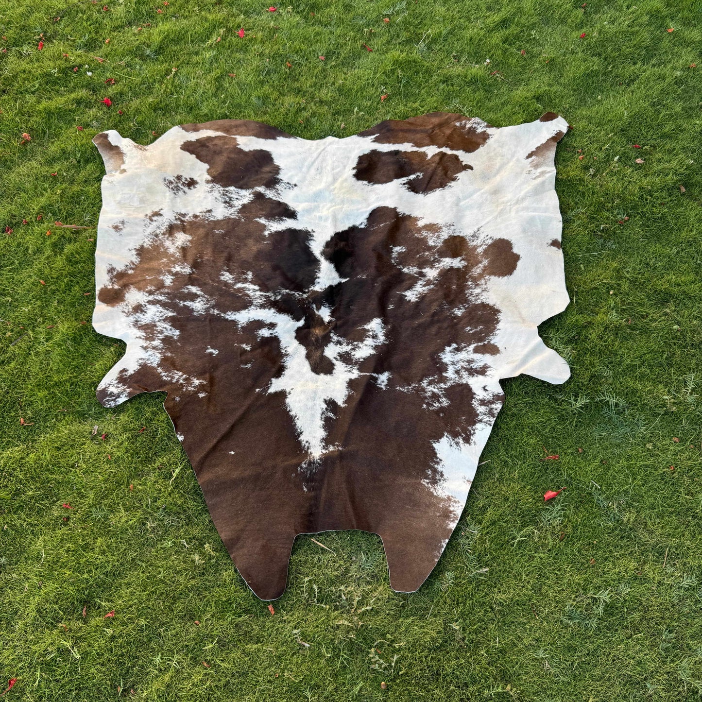 A natural cowhide rug with a brown and white spotted pattern laid flat on a green grass lawn.