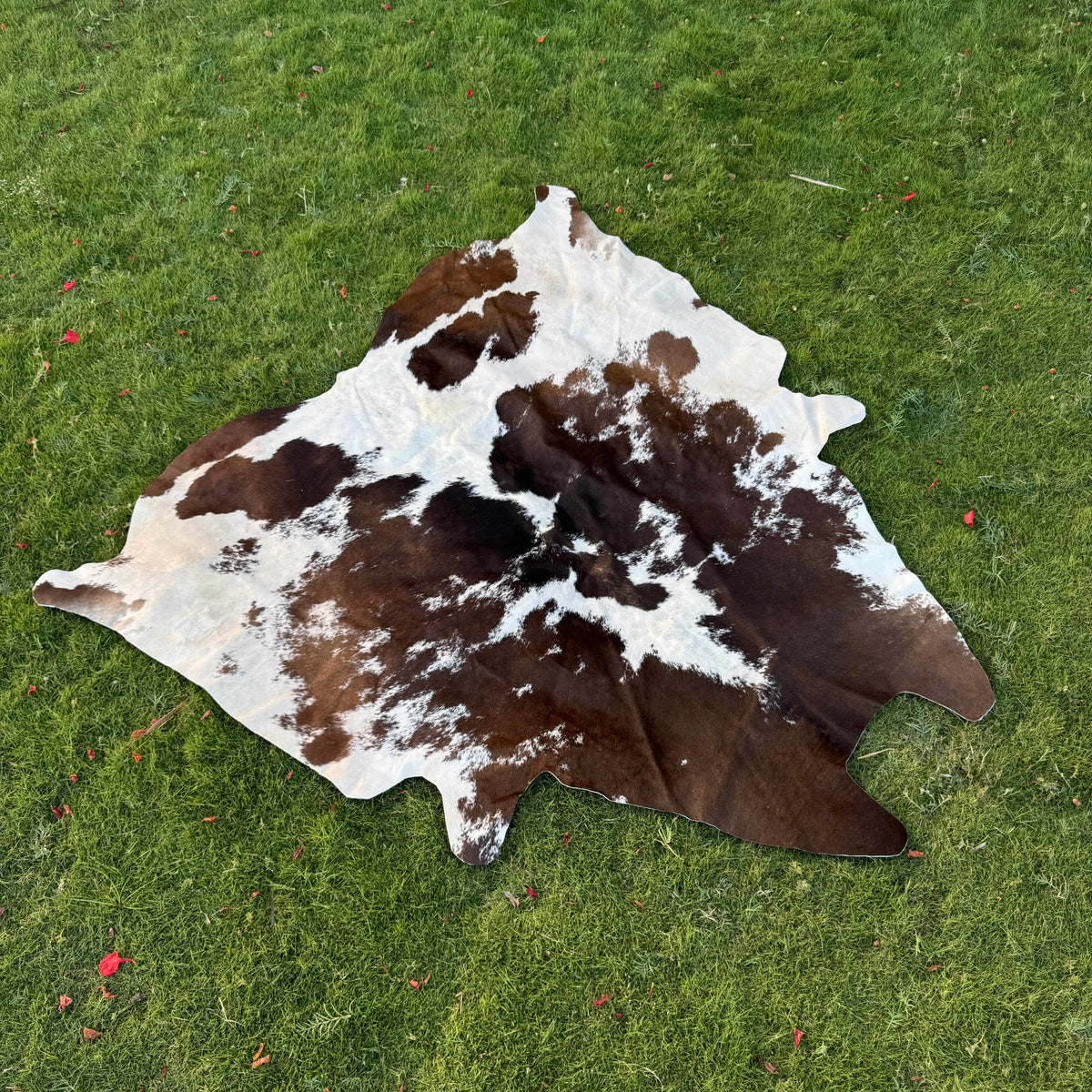 A natural cowhide rug with dark brown and white patches laid out on a green grass lawn.