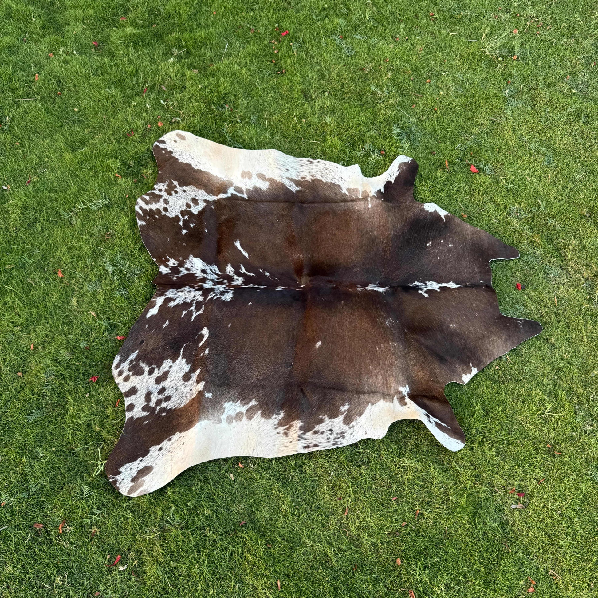 A natural cowhide rug with a brown and white spotted pattern laid flat on a green grass lawn.