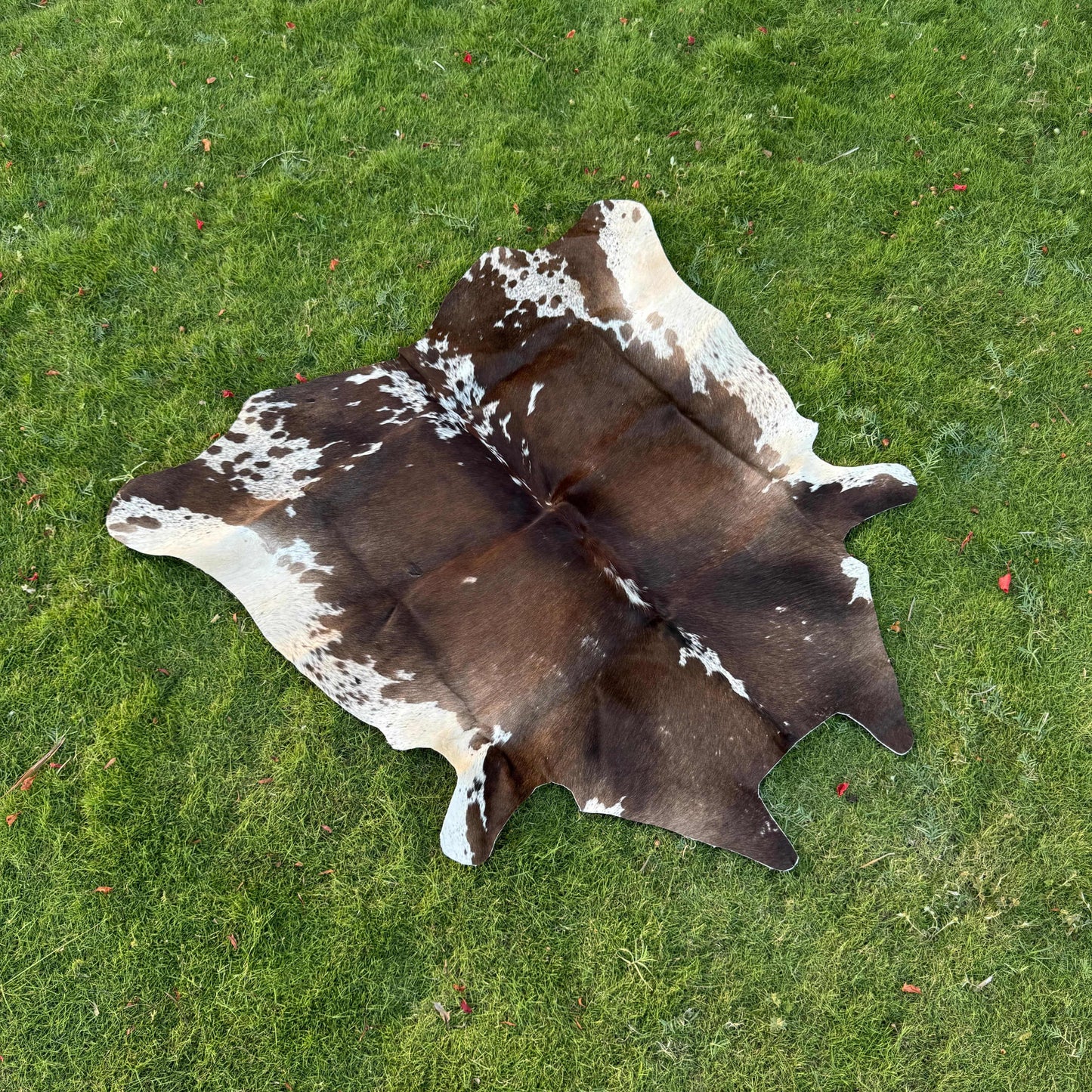 A natural cowhide rug with a brown and white spotted pattern laid flat on a green grass lawn.