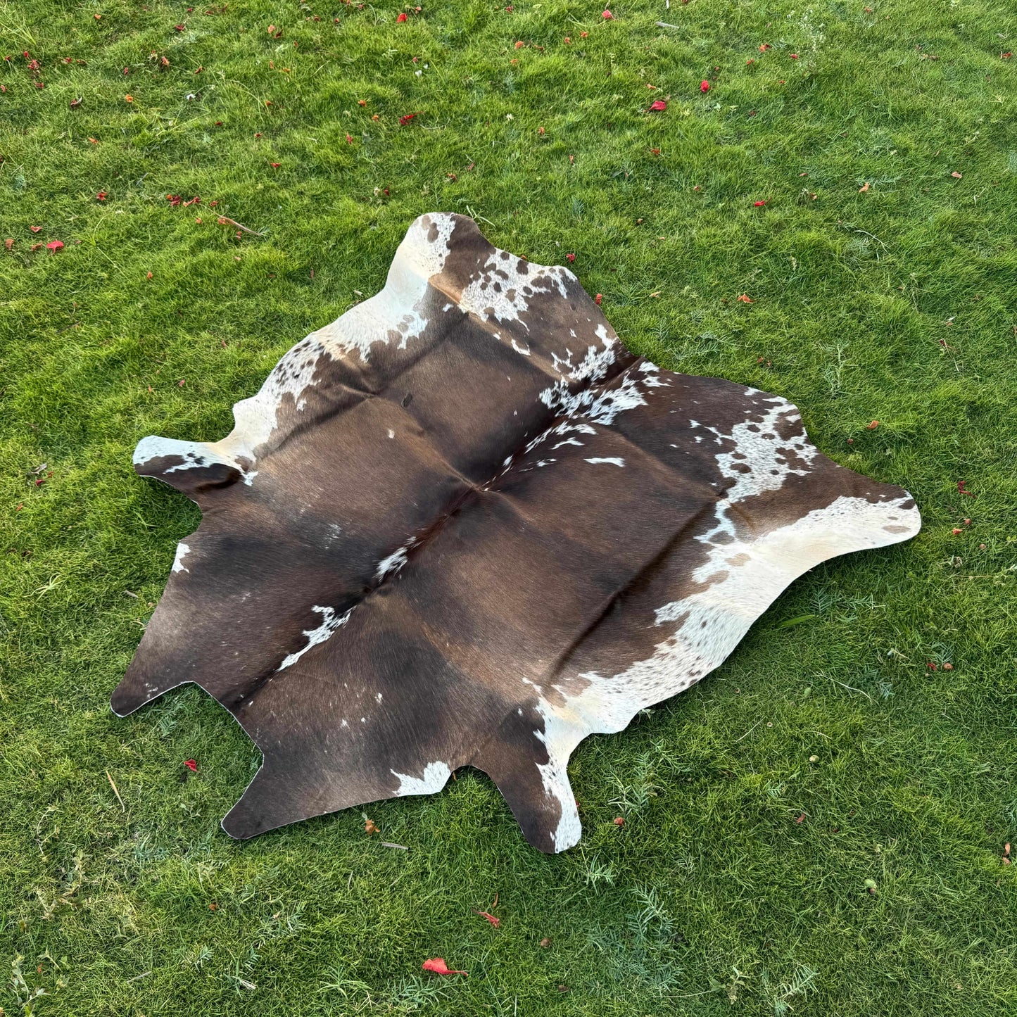 A natural cowhide rug with a dark brown and white spotted pattern, laid out on a green grass lawn.