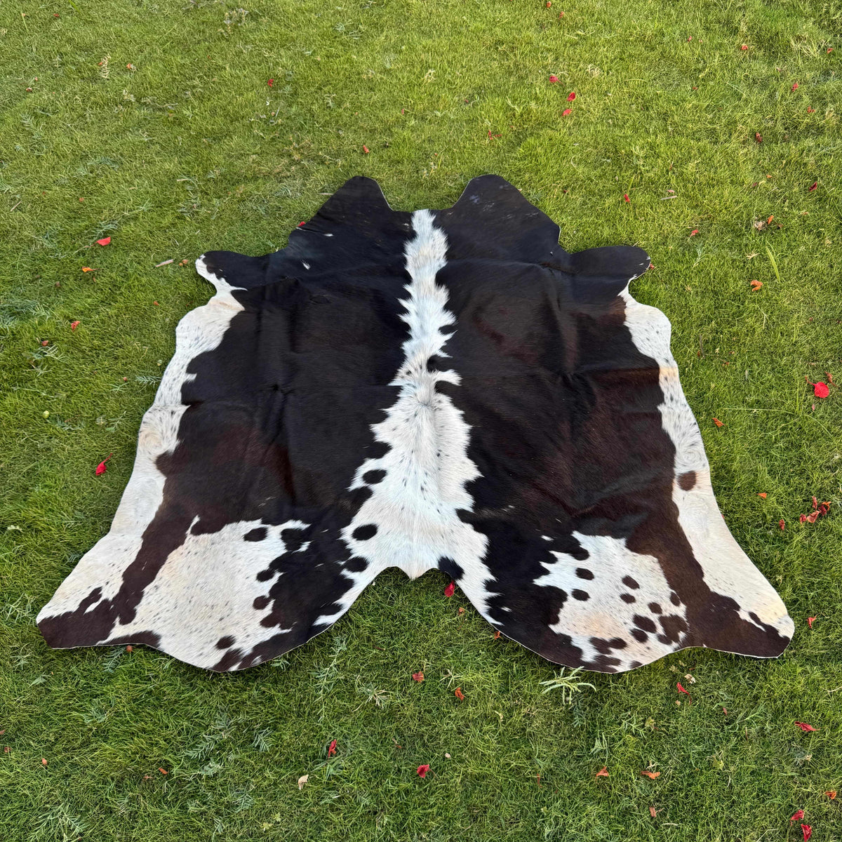 A black and white cowhide rug laid flat on a green grass lawn.