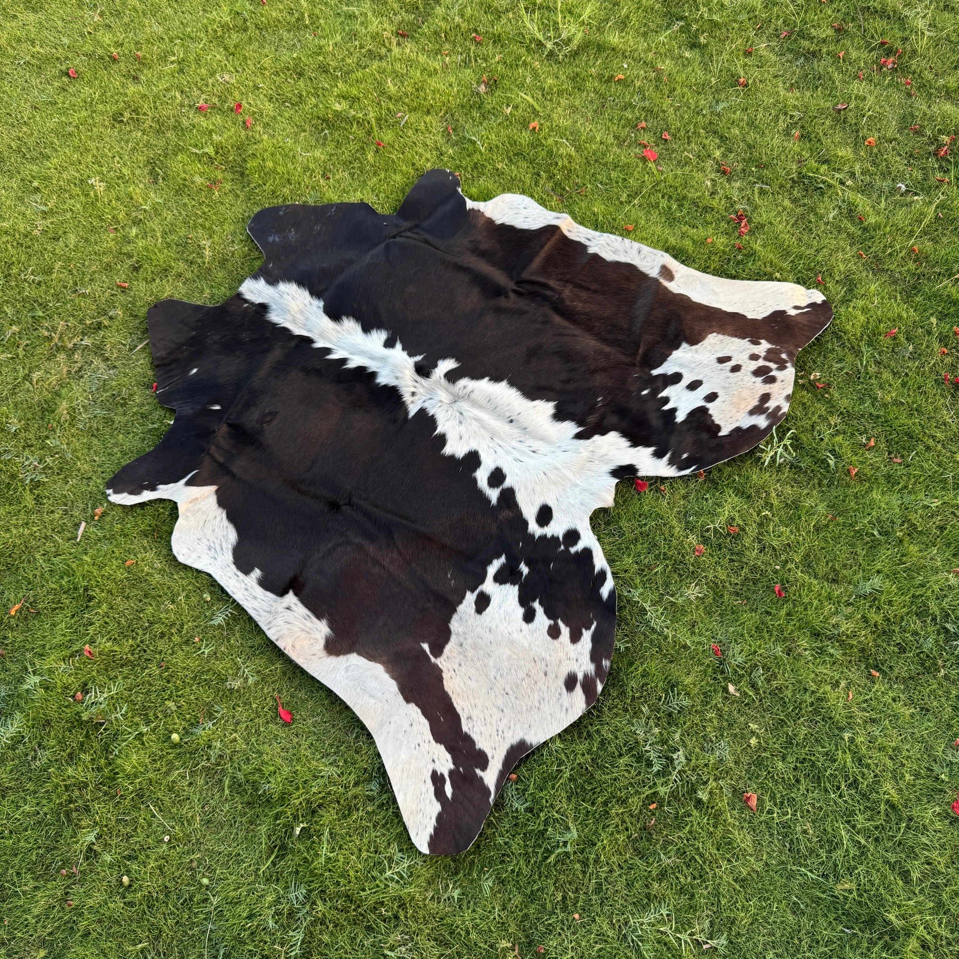 A natural black and white cowhide rug laid flat on a green grass lawn.