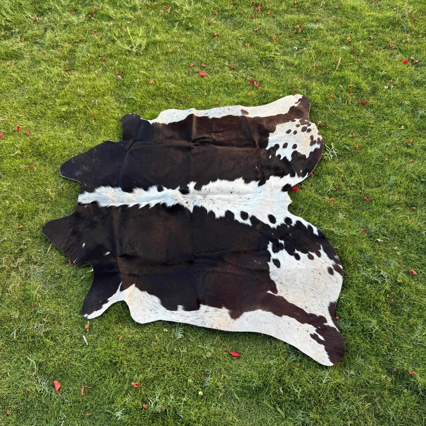 A natural black and white cowhide rug laid flat on a green grass lawn.