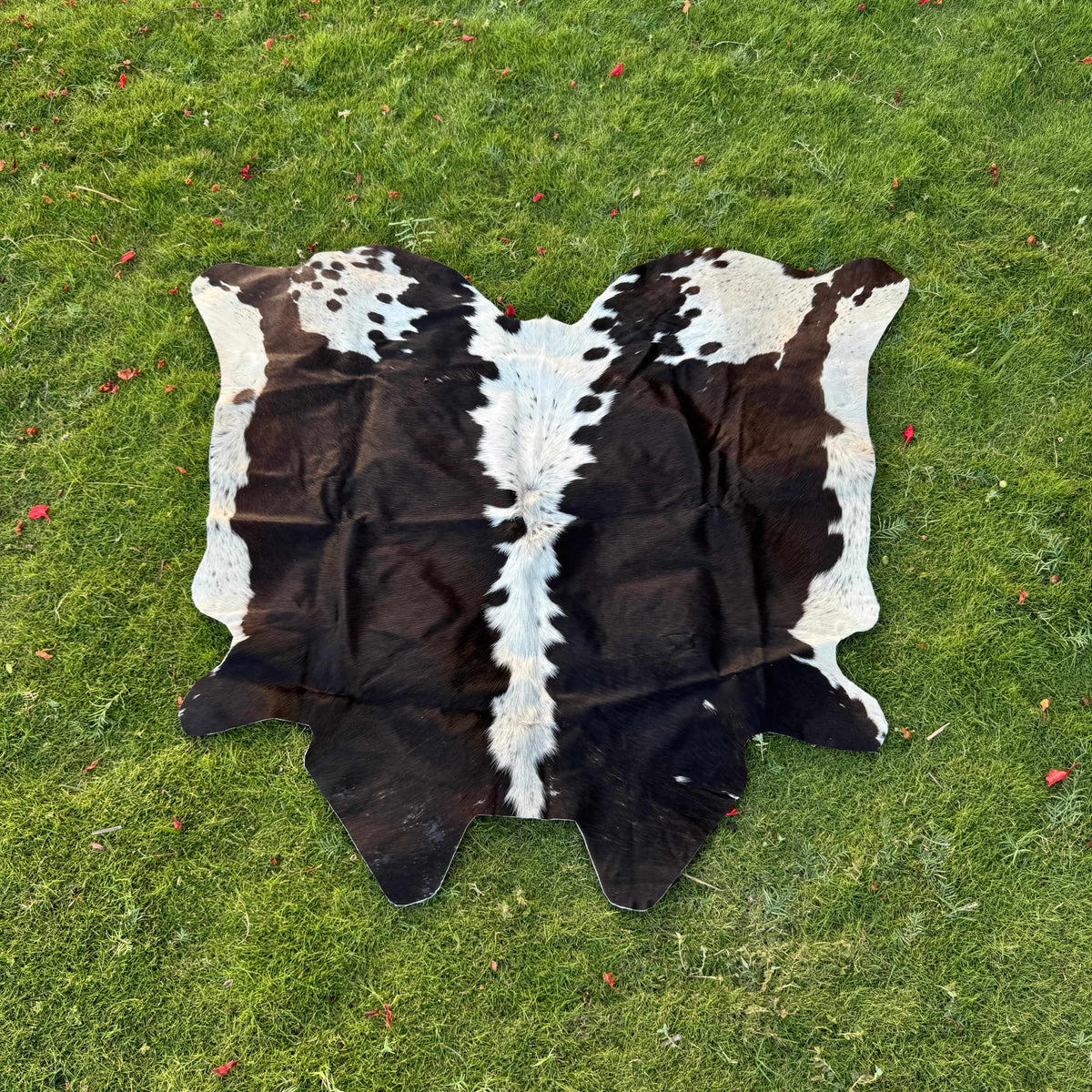 A natural black and white cowhide rug laid flat on a green grass lawn.