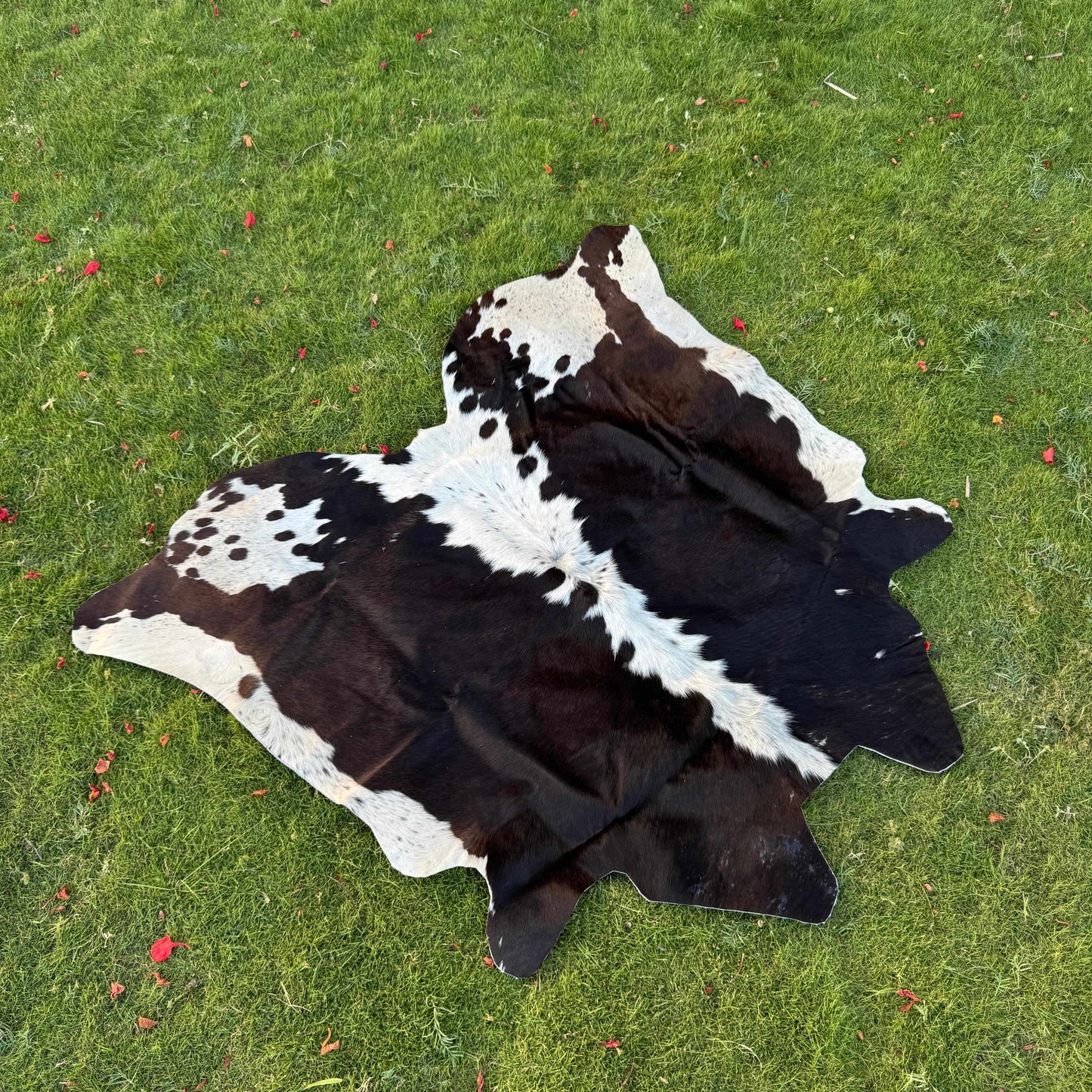 A natural black and white cowhide rug laid out on a green grass lawn.