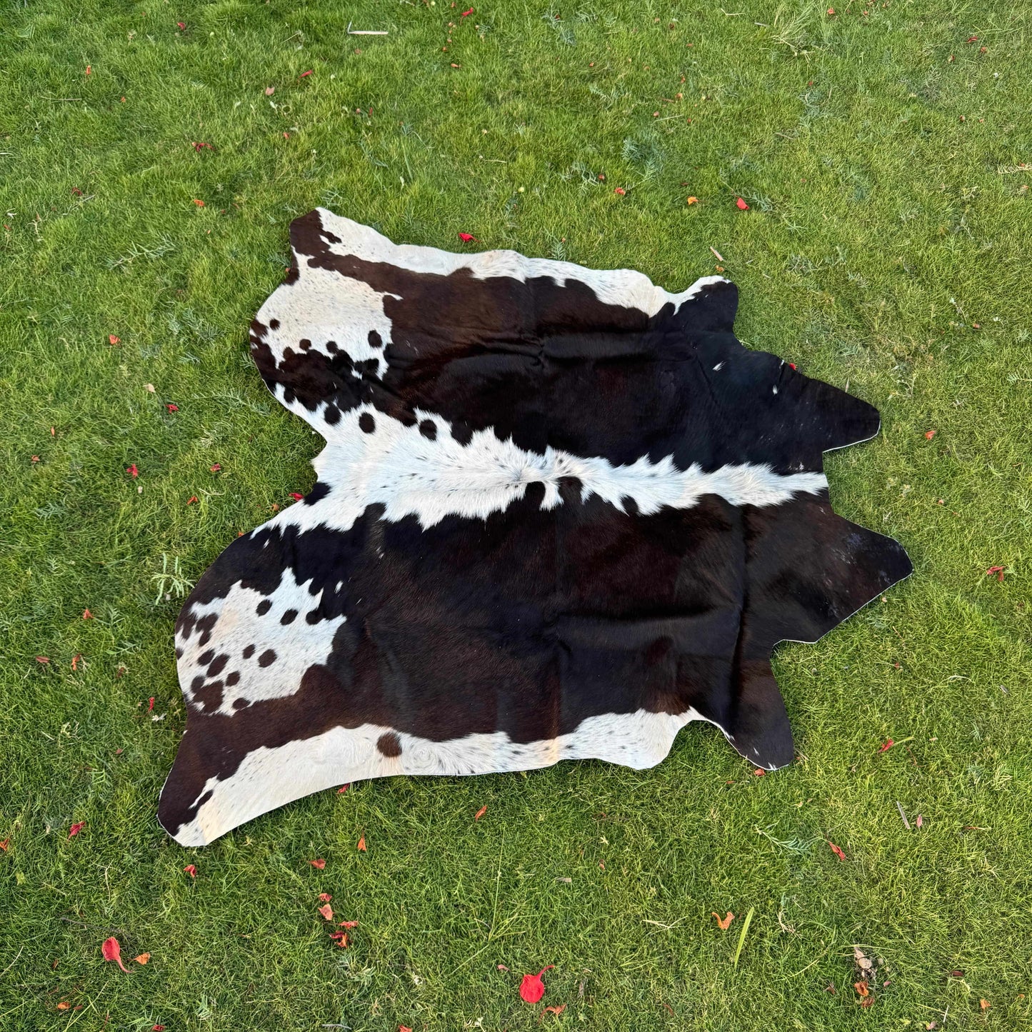 A natural black and white cowhide rug laid flat on a green grass lawn.