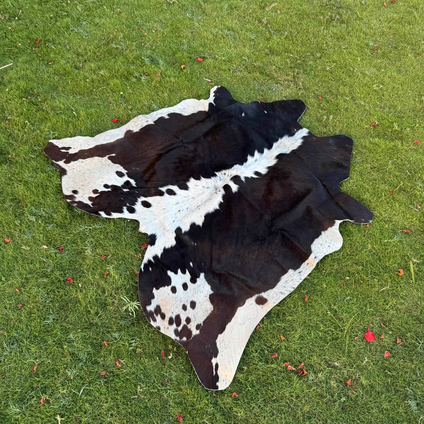 A black and white cowhide rug laid flat on a green grass lawn.
