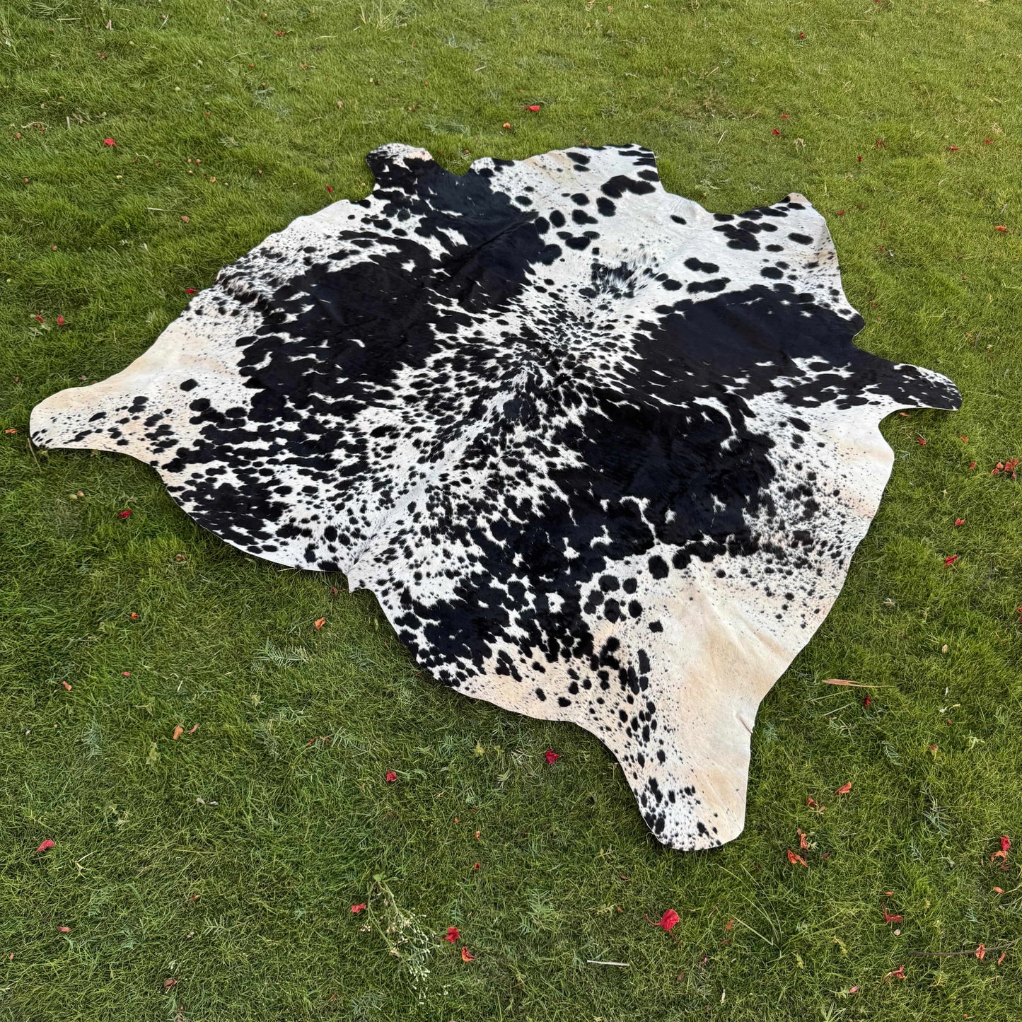 A natural black and white cowhide rug laid flat on a green grass lawn.