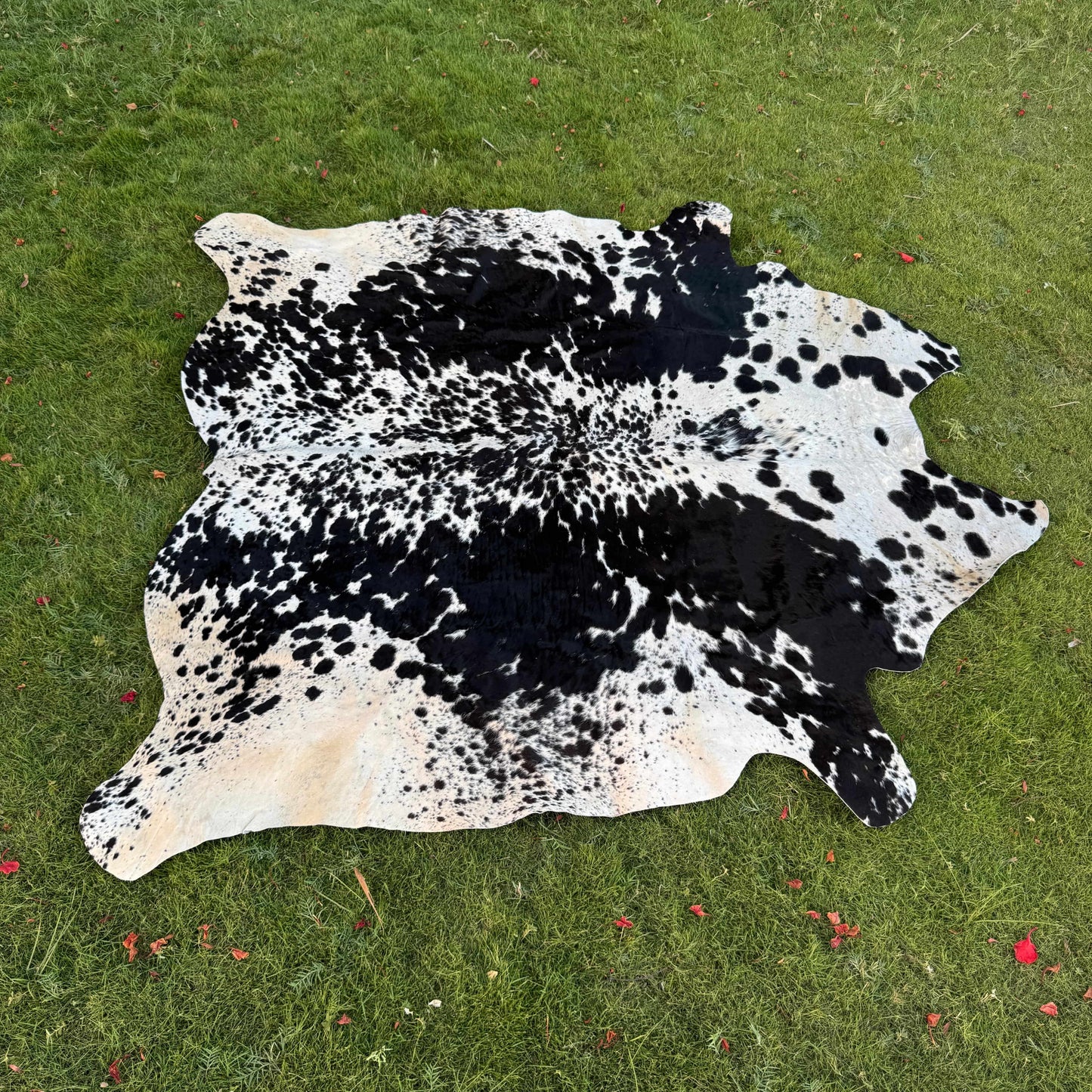 A natural black and white cowhide rug laid flat on a green grass lawn.