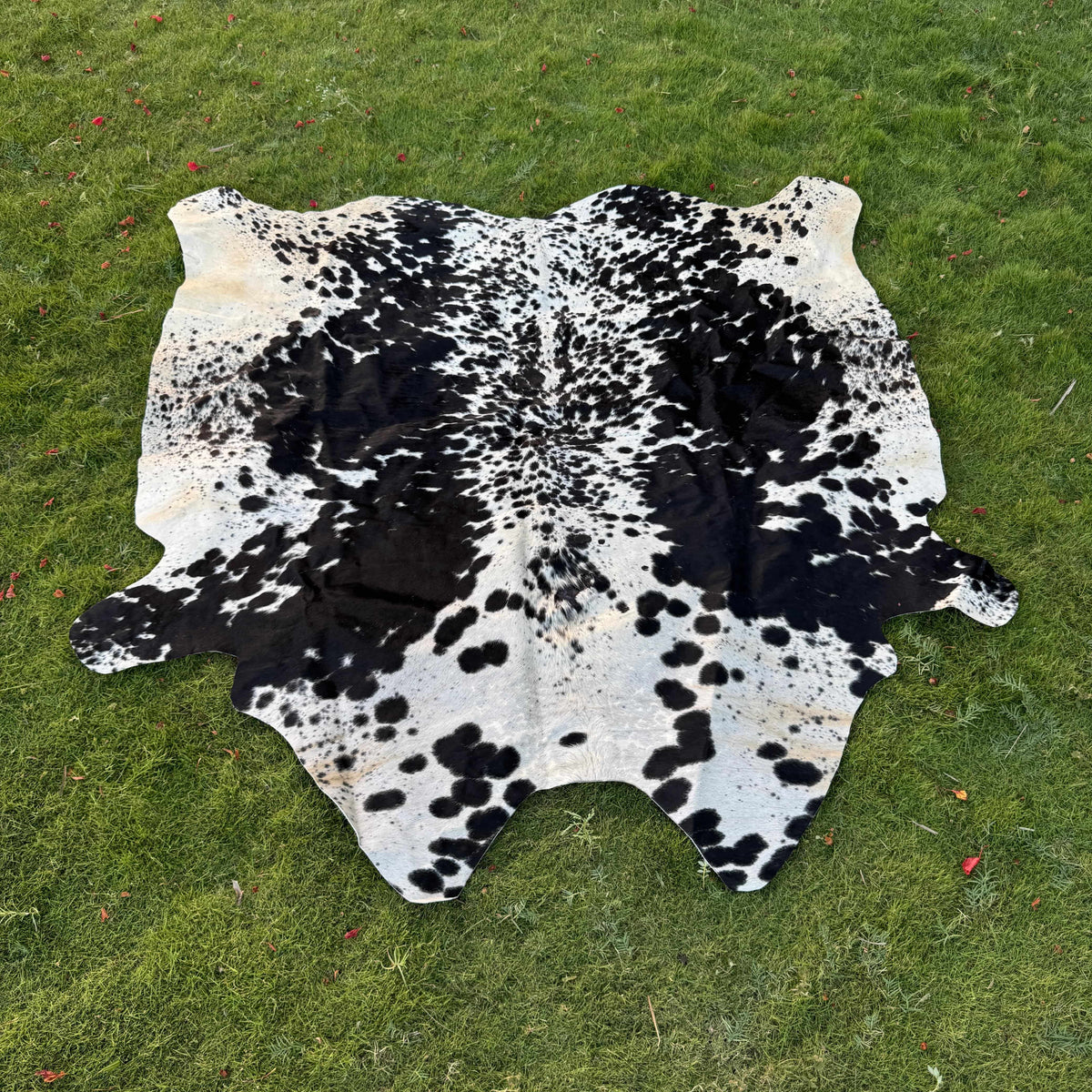 A black and white cowhide rug laid flat on a green grass lawn.