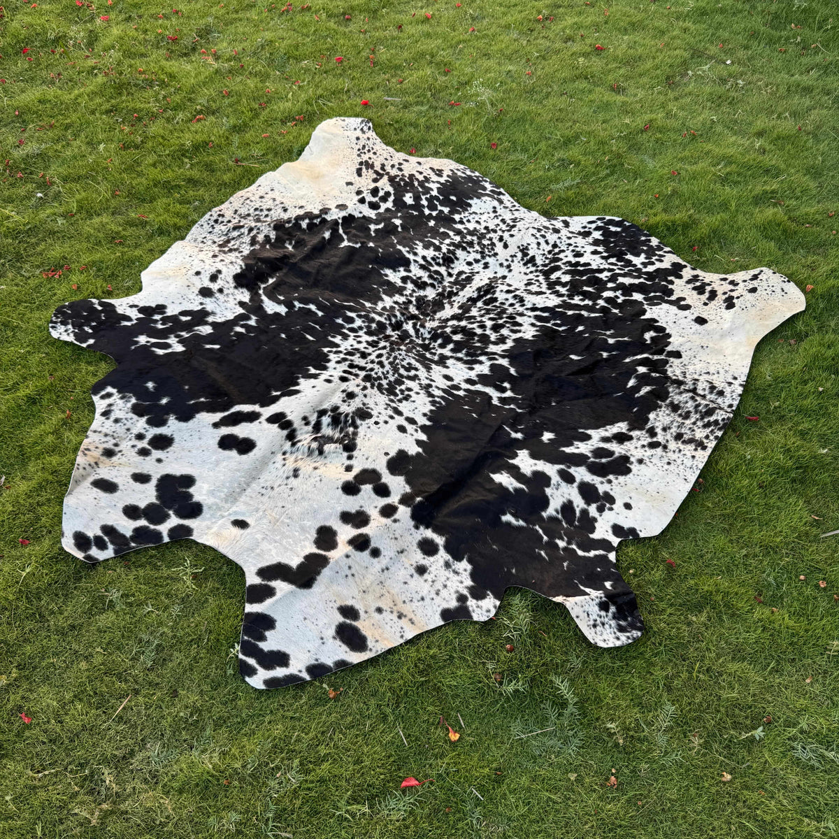 A natural cowhide rug with a black and white spotted pattern, laid out on a green grass lawn.