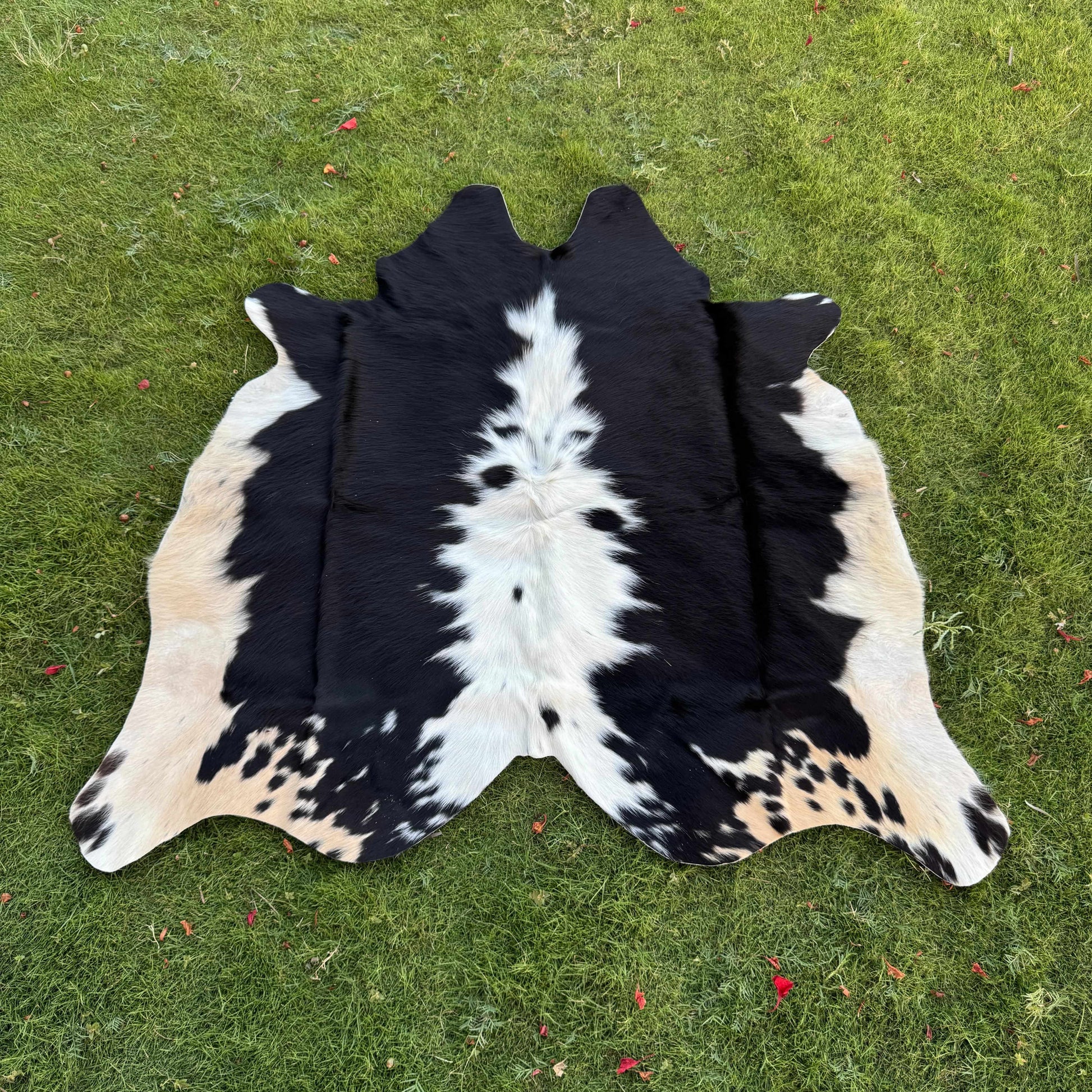 A black and white cowhide rug laid flat on a green grass lawn.