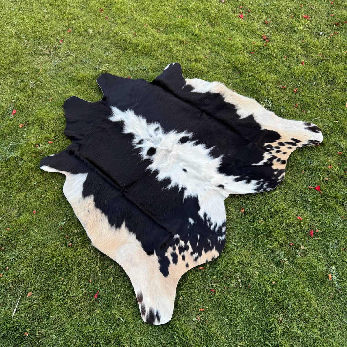 A black and white cowhide rug laid flat on a green grass lawn.