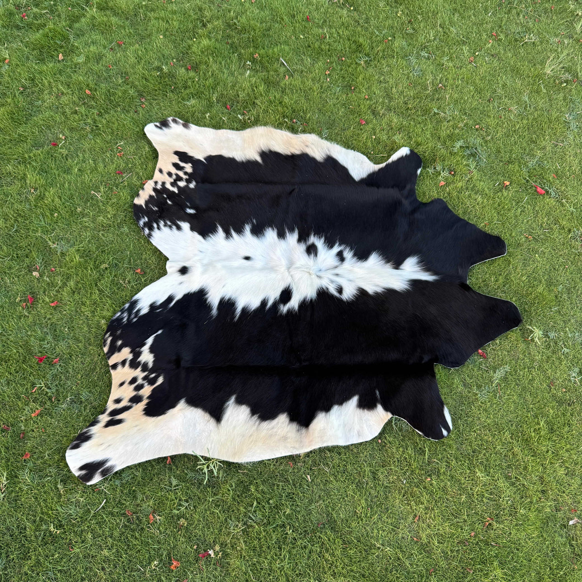 A natural black and white cowhide rug laid flat on a green grass lawn.
